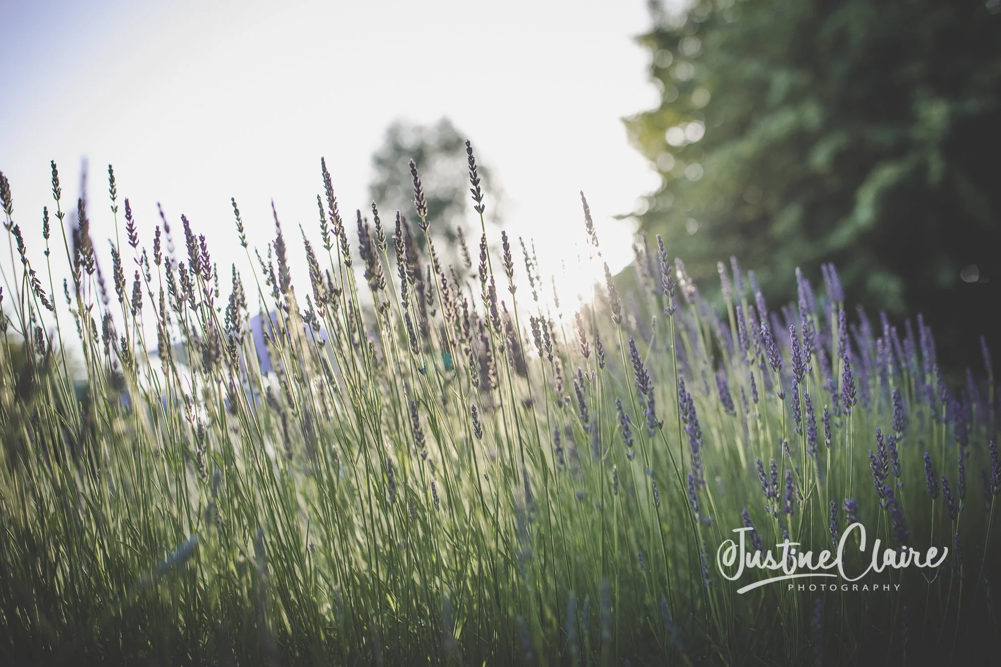 A field of lavender flowers with tall green stems and purple blooms, backlit by the sun with blurred trees in the background, taken in soft sunlight.