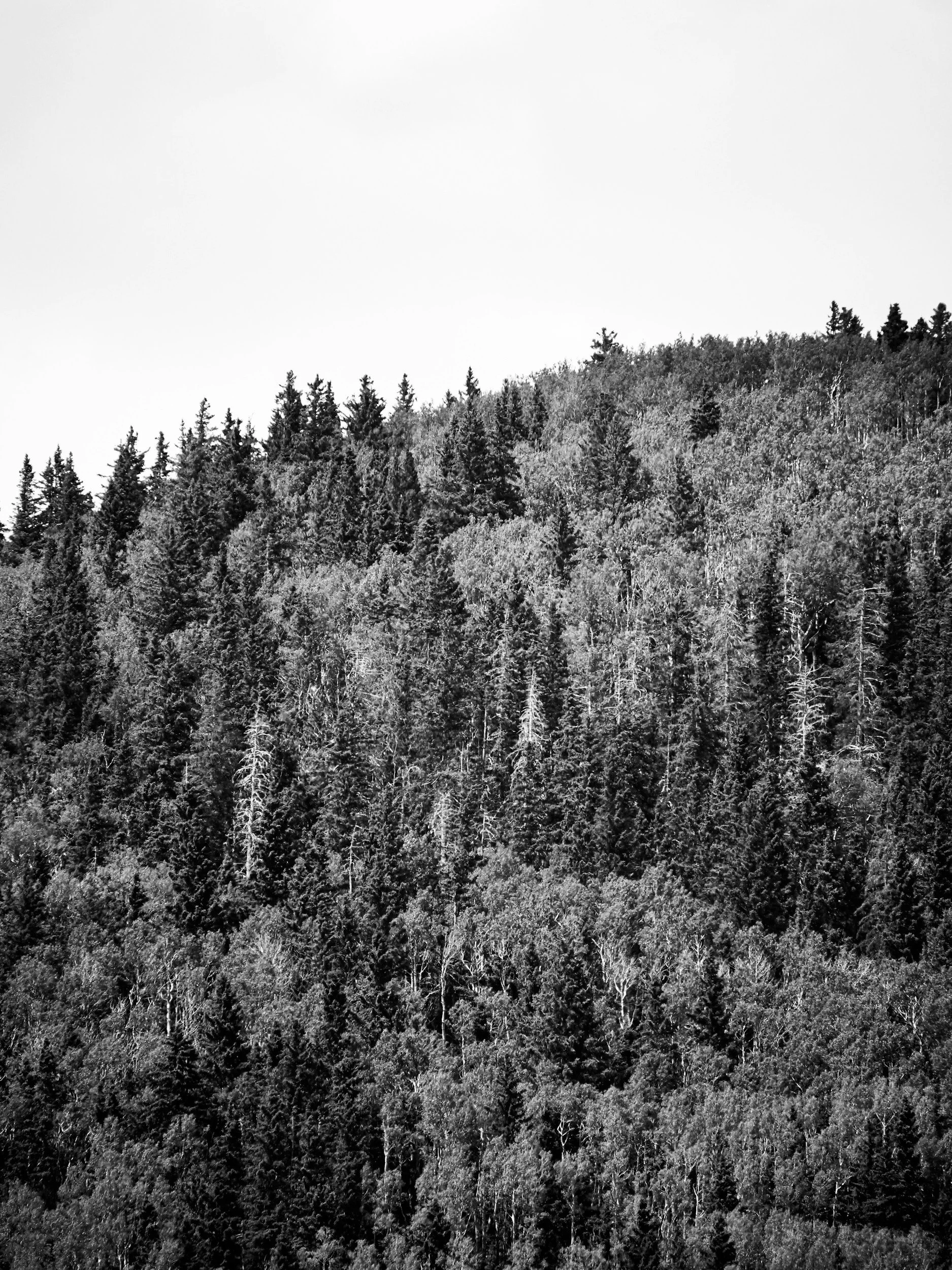 Weak Central Coherence in Marriage: Why Detail Focus Strains Relationships