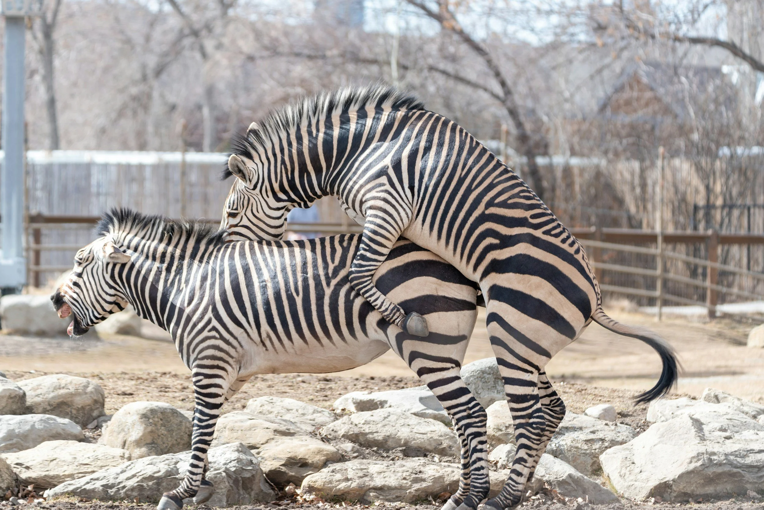 Do Animal Mating Videos Turn Humans On?