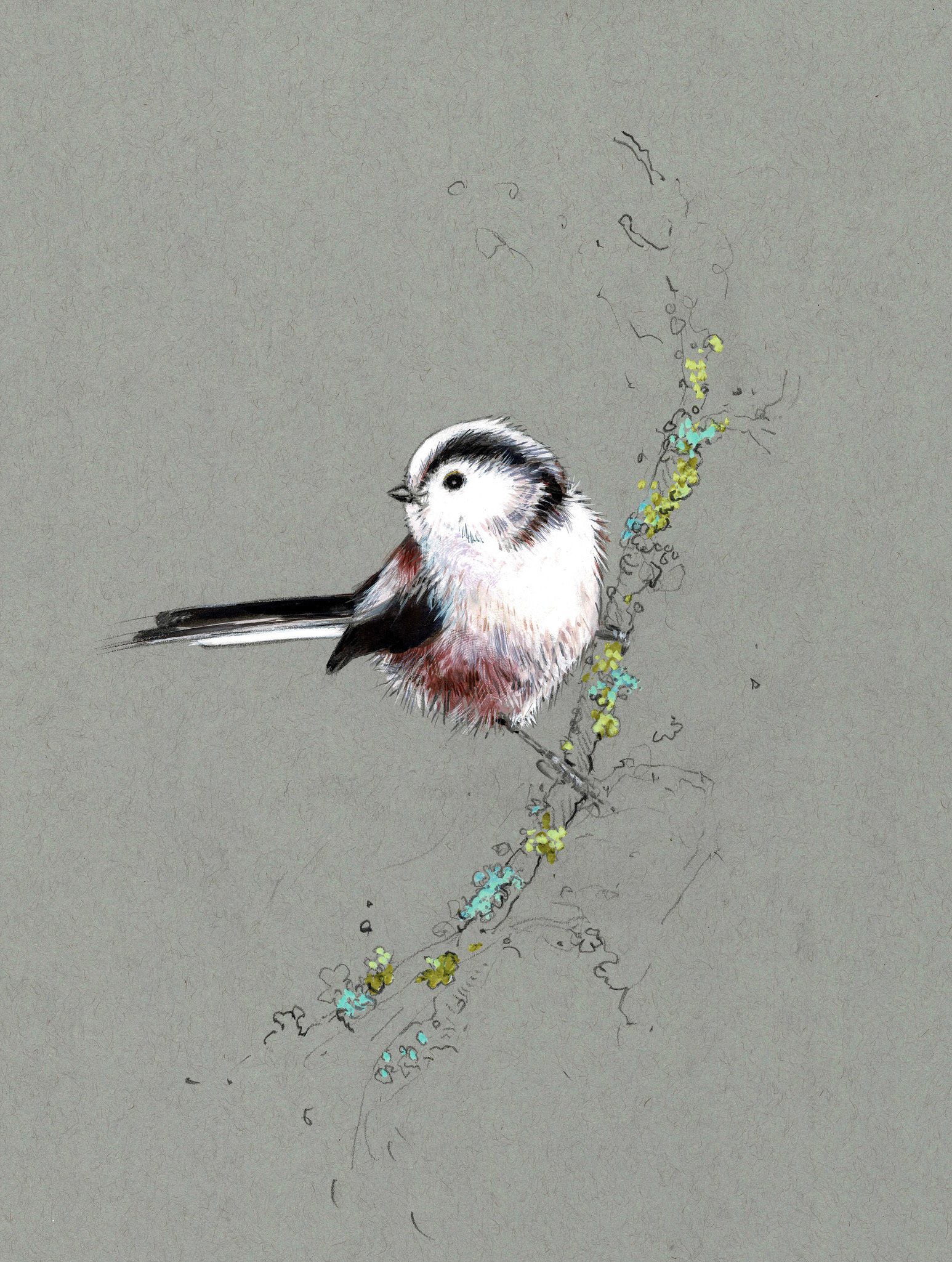 Long-tailed tit on grey_final.jpeg