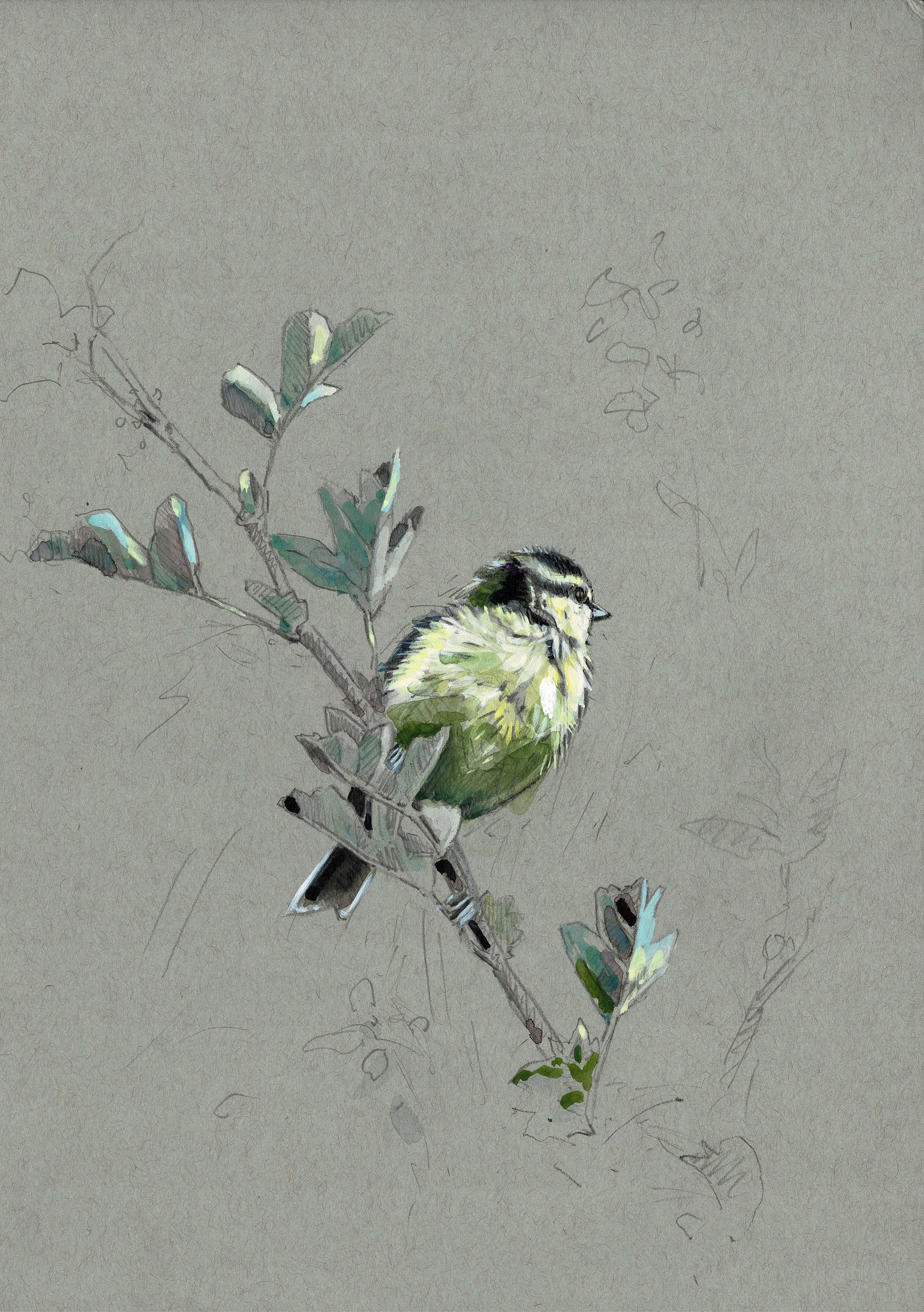 A4 Bluetit Fledge.jpeg