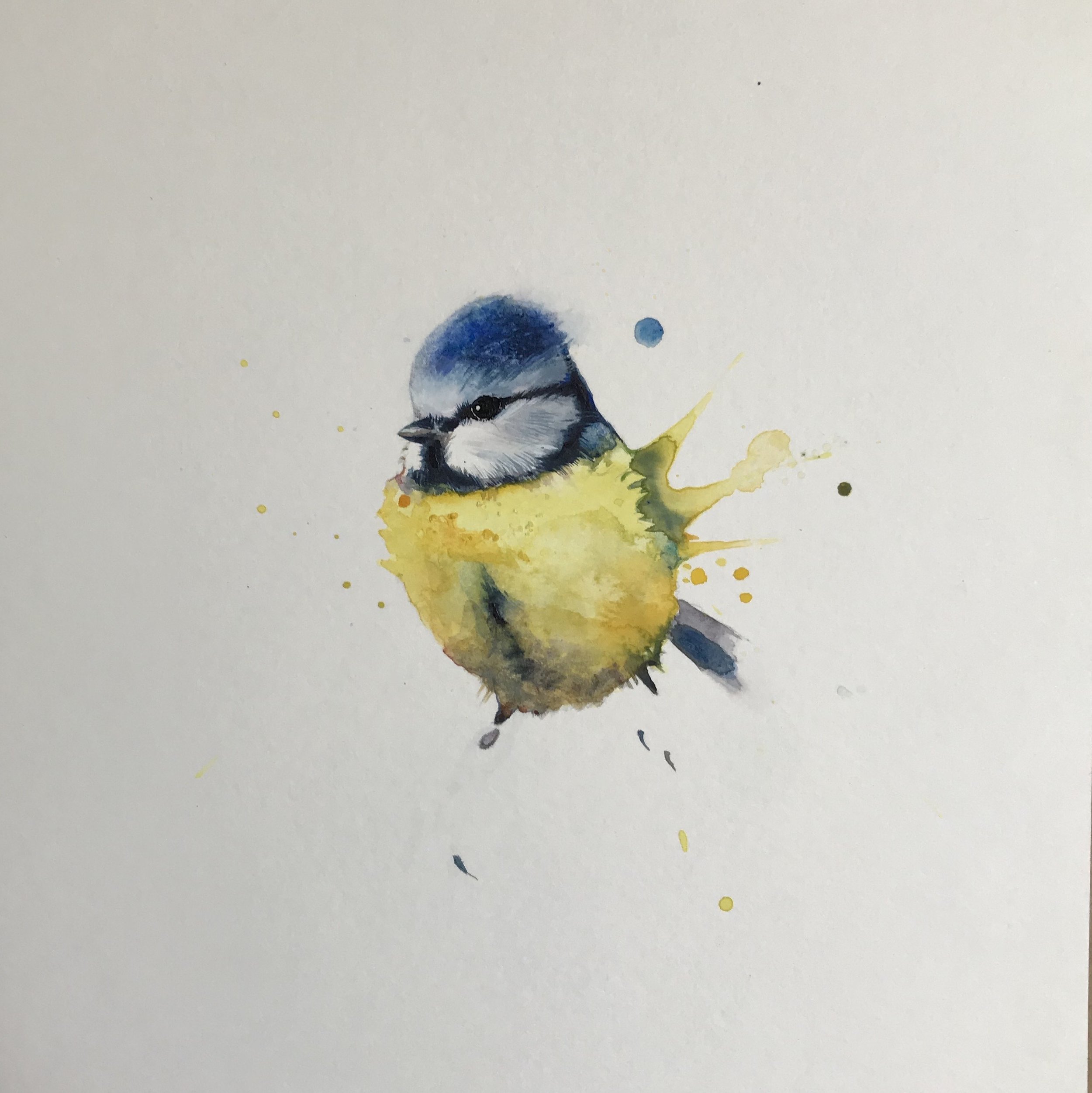Bluetit1.jpeg
