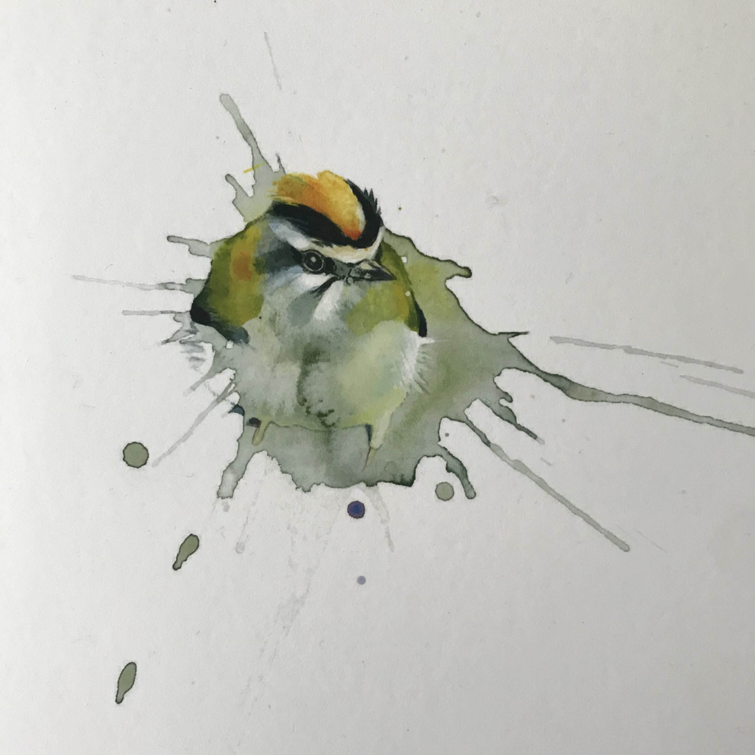 Firecrest1.jpeg