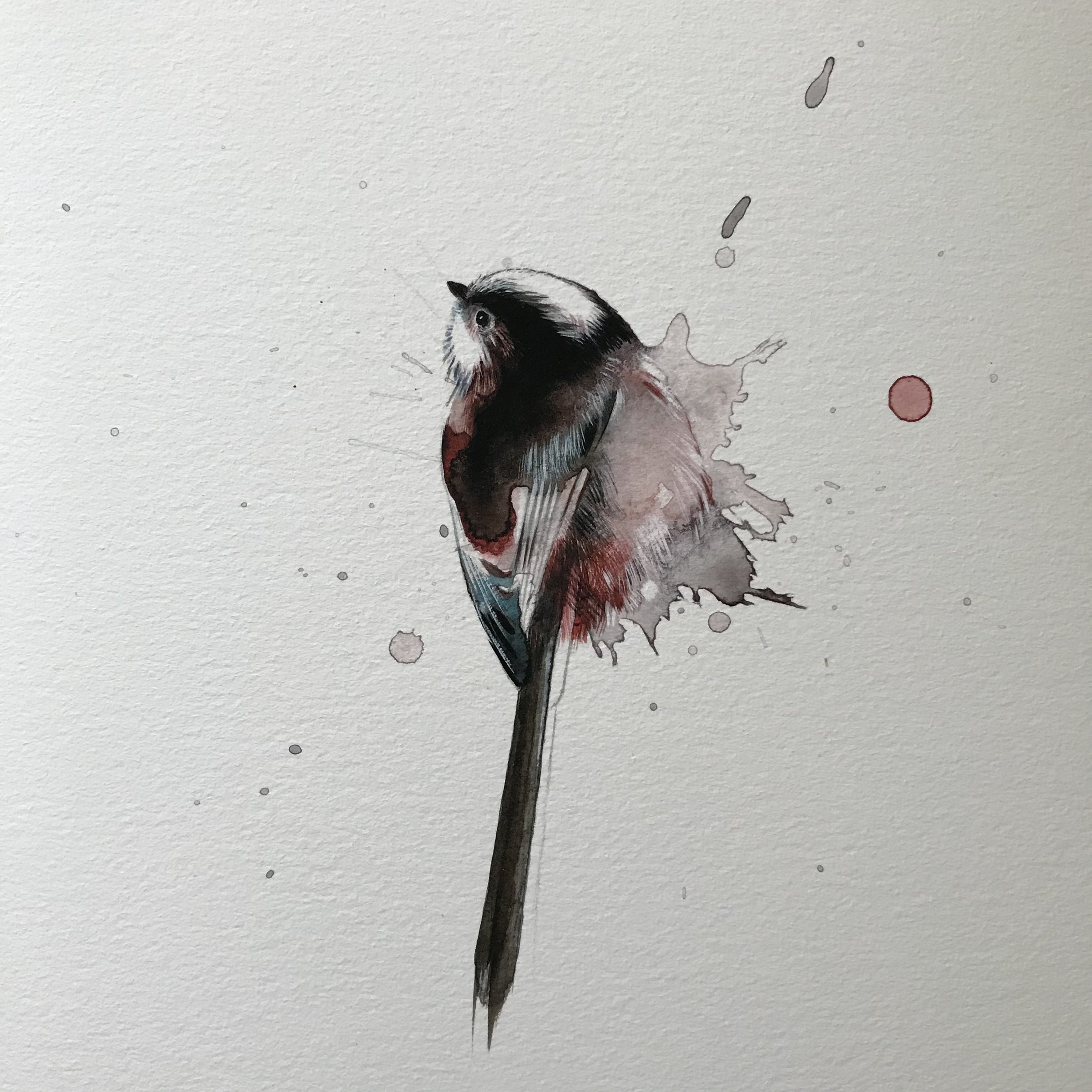 LongTailTit1.jpeg