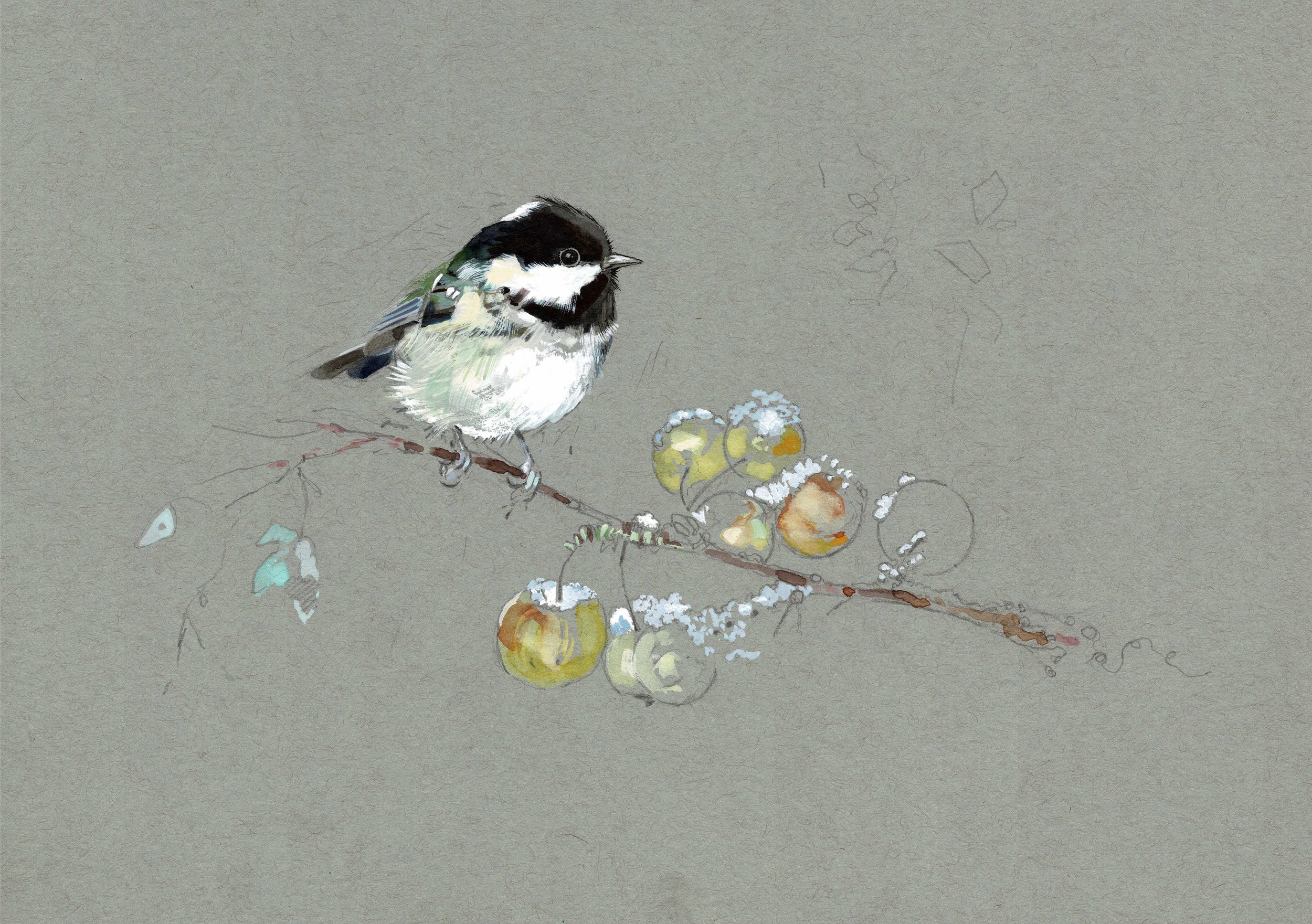 COALTIT in apples.jpeg