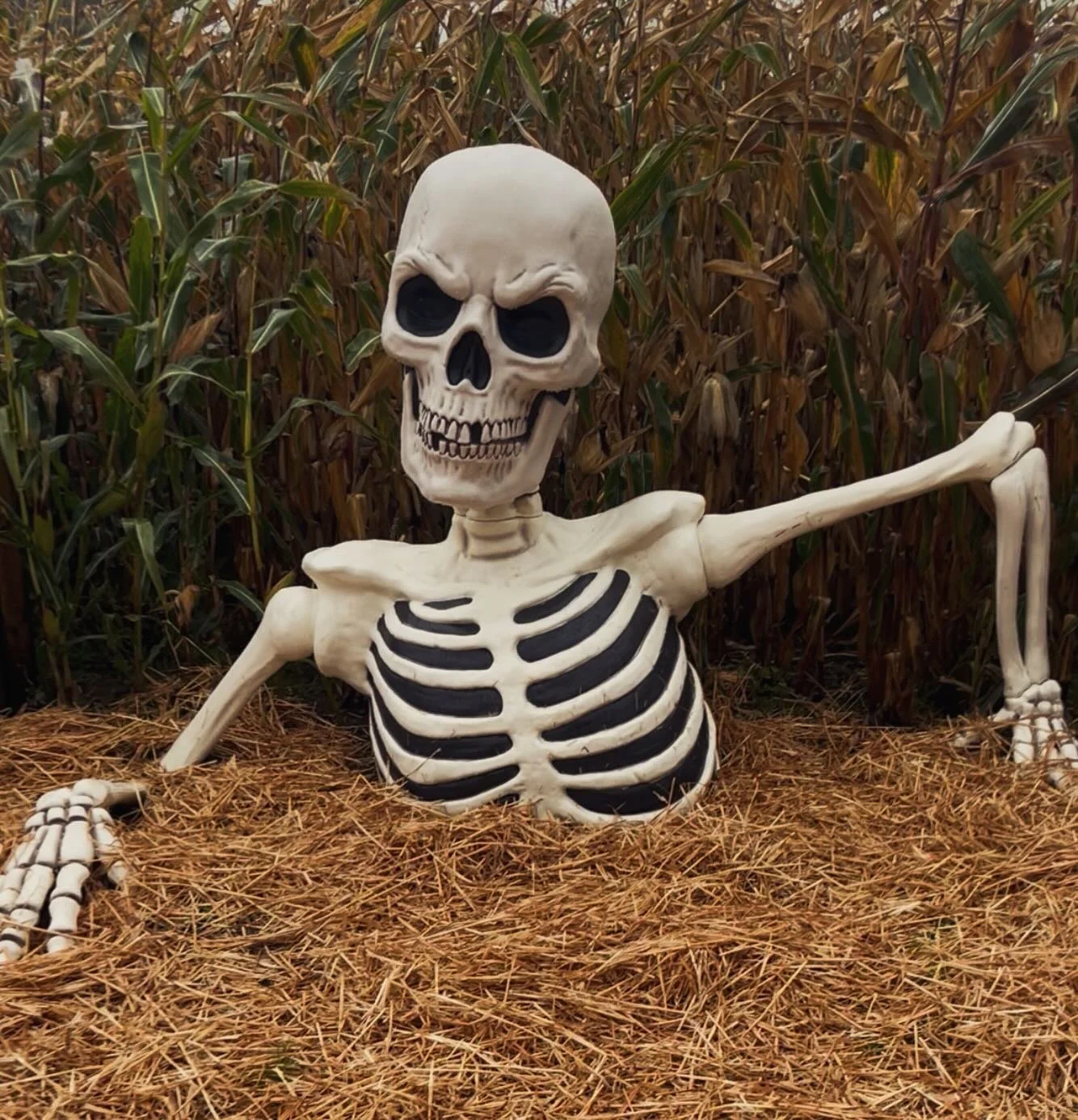 💀SPOOKY DAYTIME FUN STARTS TOMORROW 
🎃With our live scarecrows in the maze providing a little bit of BOO 
💀Pick your own pumpkins in the secret pumpkin patch 
🎃Then trick or treat yourself to a fab themed ice cream / waffle or sundae 
💀Or warm u
