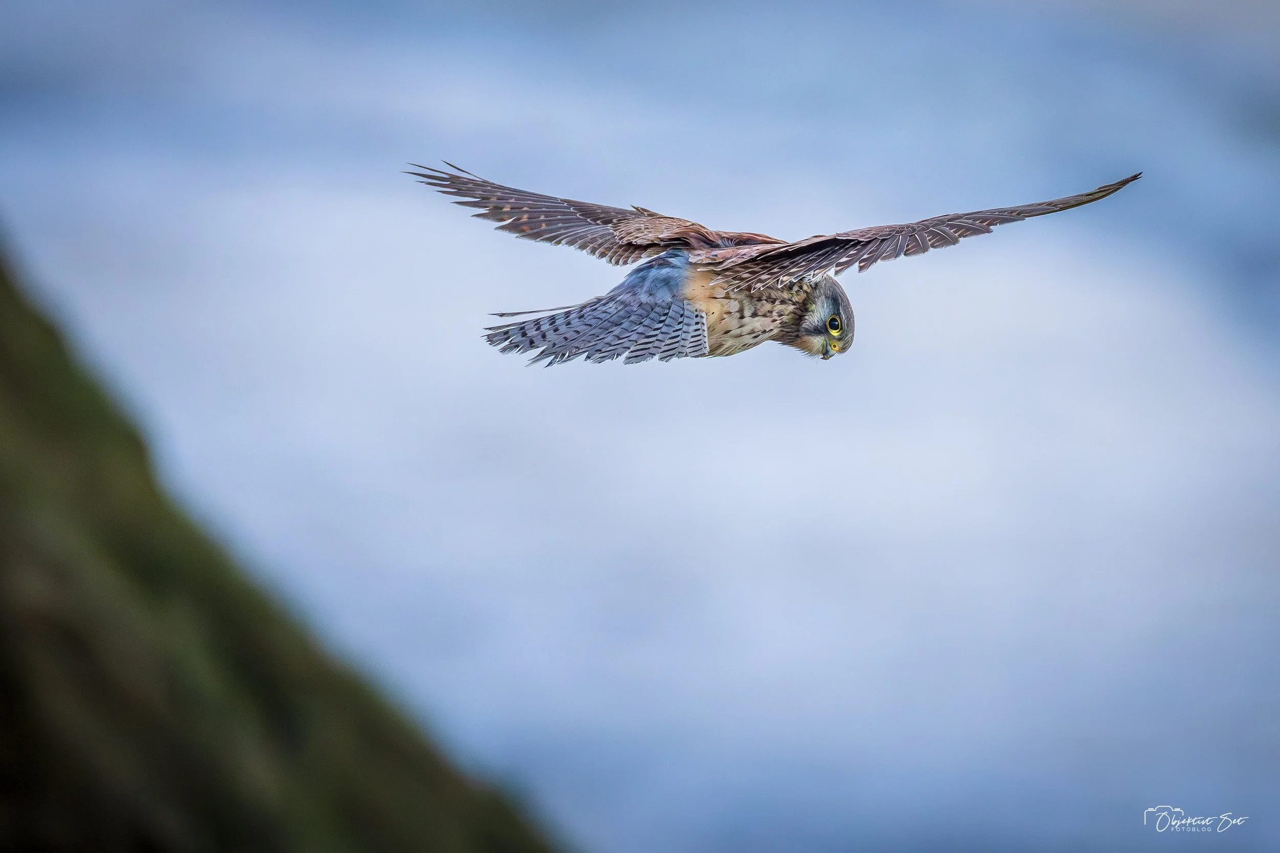 Tårnfalk, Rubjerg Knude, 17-12-2025