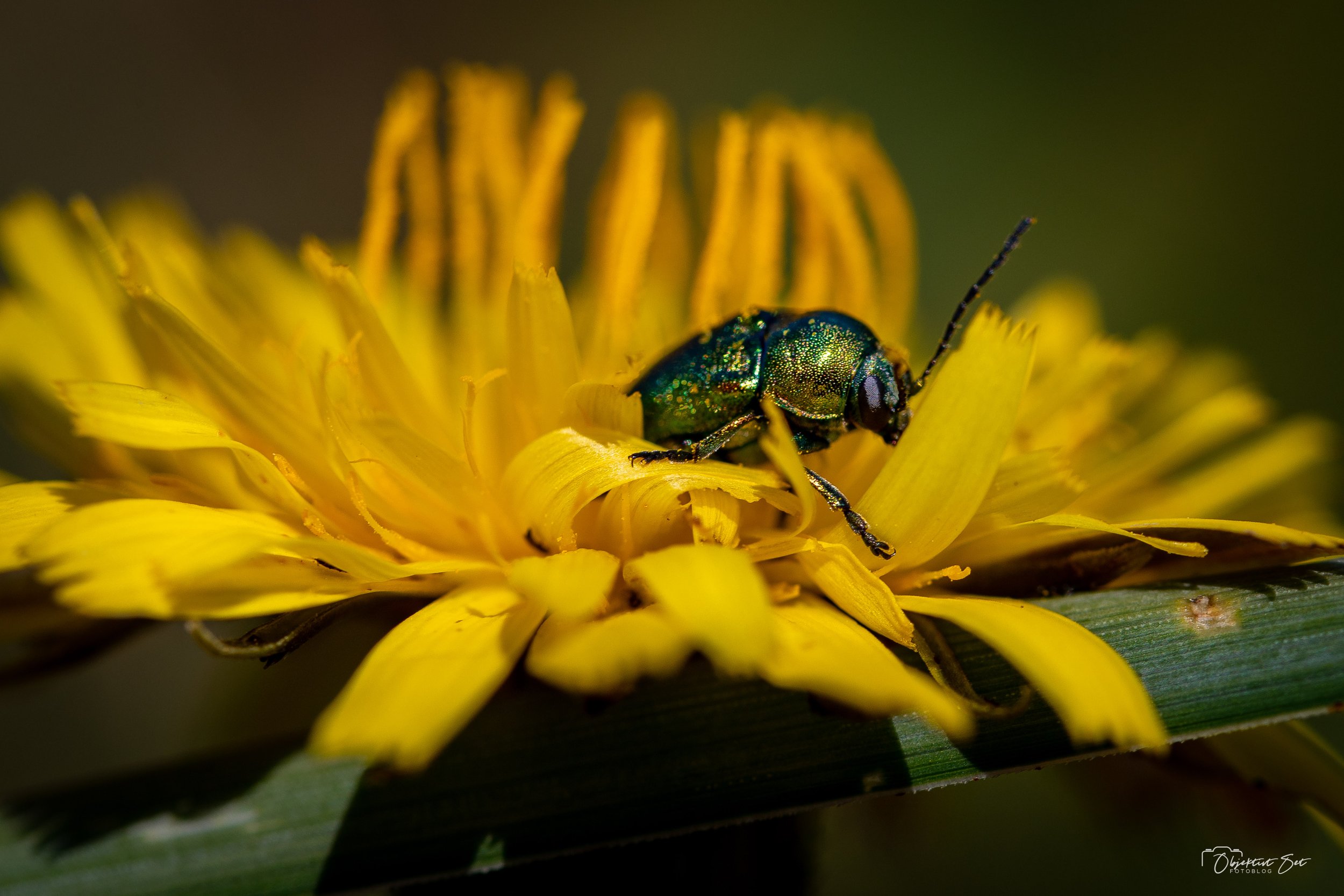 Cryptocephalus aureolus, Tversted, 30. juni