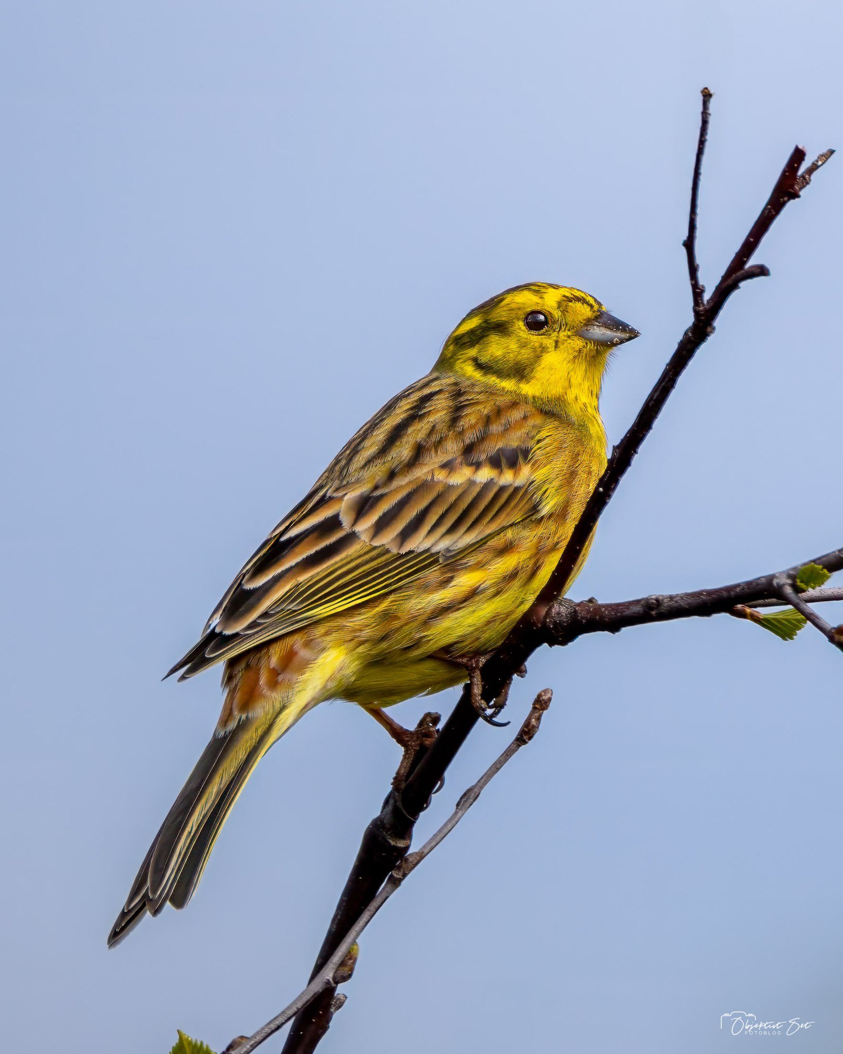 DEN IØJNEFALDENDEN IØJNEFALDENDE GULSPURV
Gulspurven (Emberiza citrinella) er en almindelig og let genkendelig spurvefugl i Danmark. Hannen pryder landskabet med sin klare, citrongule underside og hoved, der står i flot kontrast t