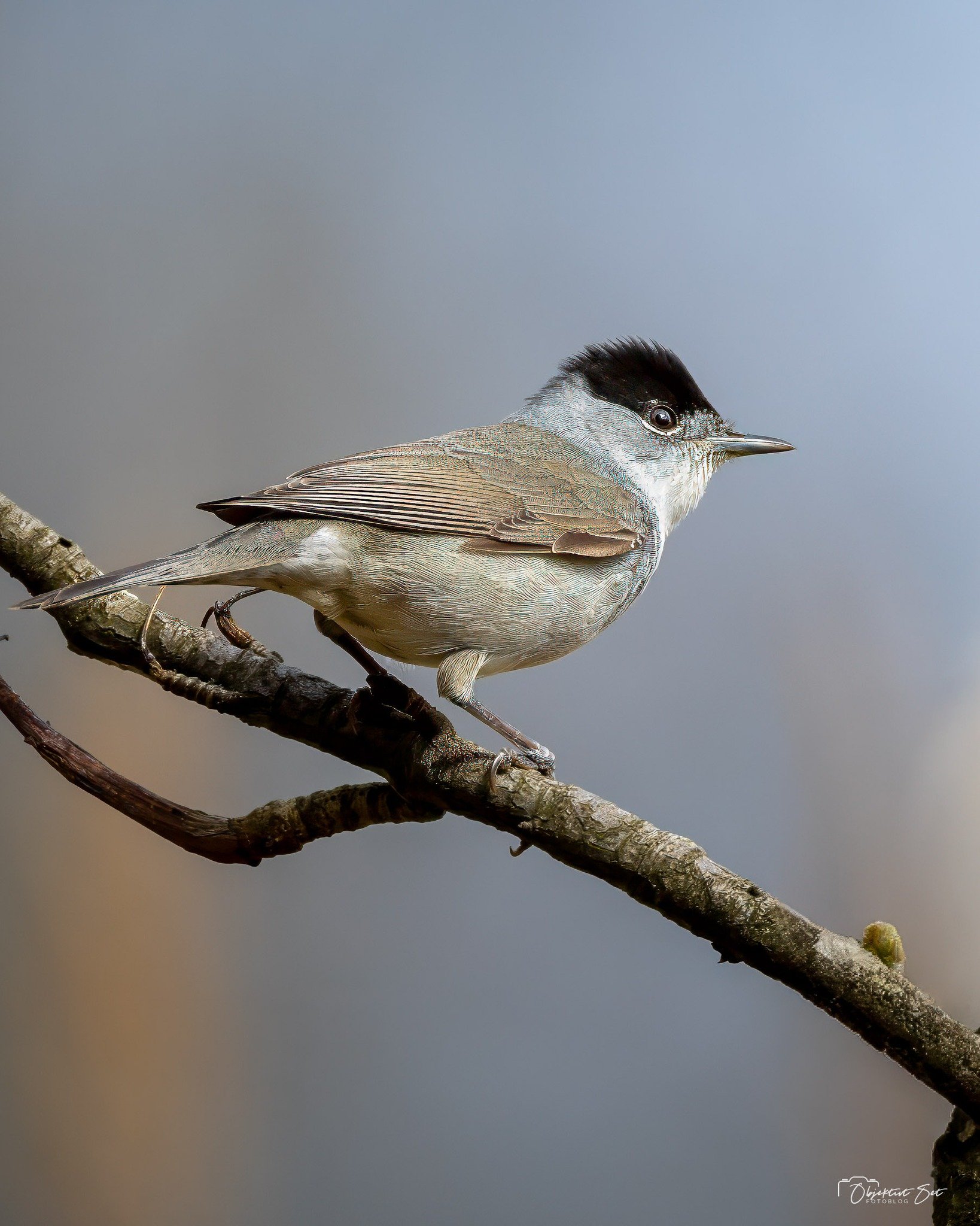 DEN DISKRETE SANGER I BUDSKADSET
Munken (Sylvia atricapilla) er en almindelig og udbredt sanger i Danmark, der ofte høres mere, end den ses. Hannen er let genkendelig på sin elegante, grå overside og lyse underside, der står
