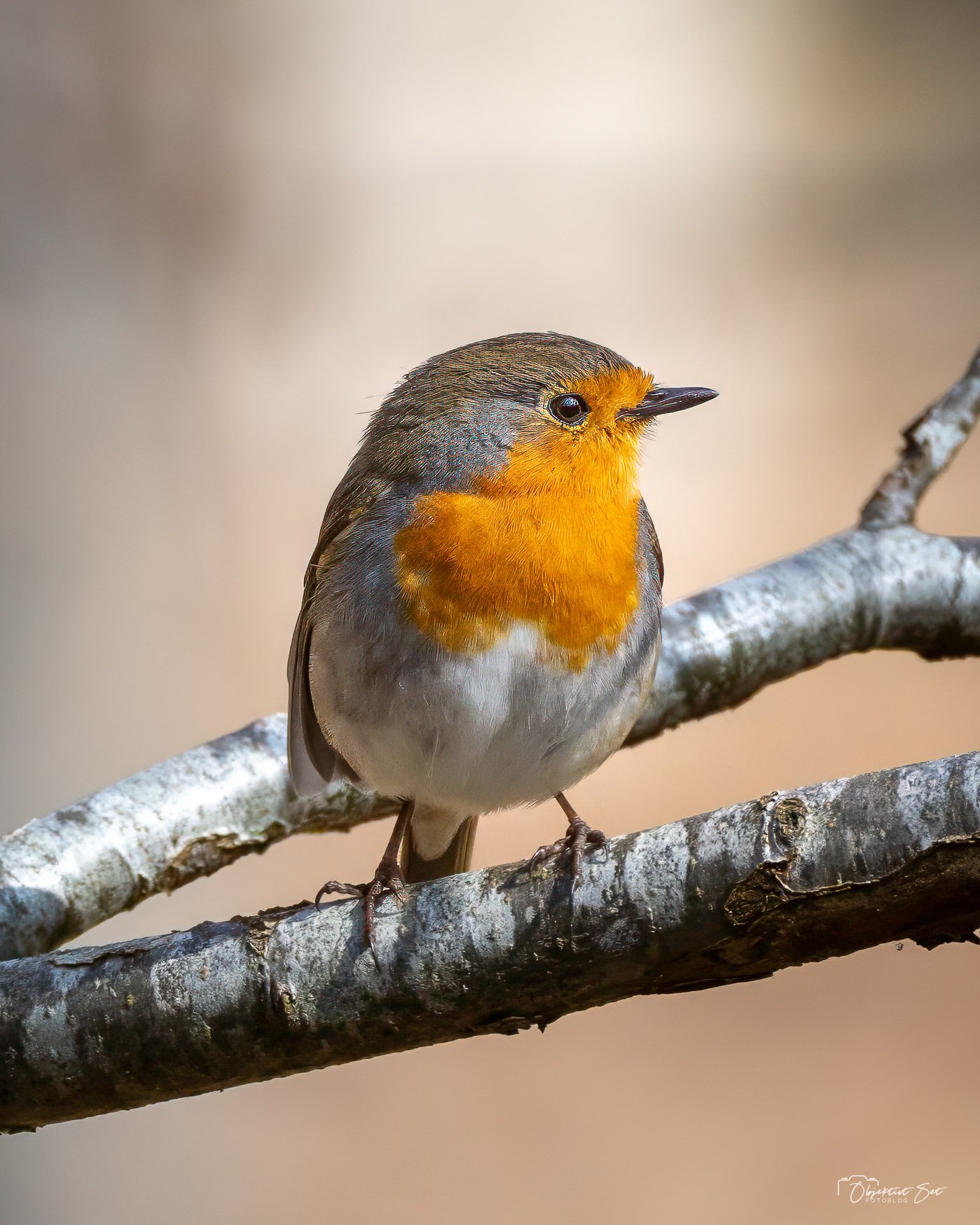 DEN TILLIDSFULDE HAVEGÆST MED DET RØDE BRYST #rødhals #robin #rotkelchen #rødkælk #oplevnaturen #fugleidanmark #naturfotografering #naturenligenu #objektivtset #dkfugl #birdphotography #fuglefotografering #danskefugle