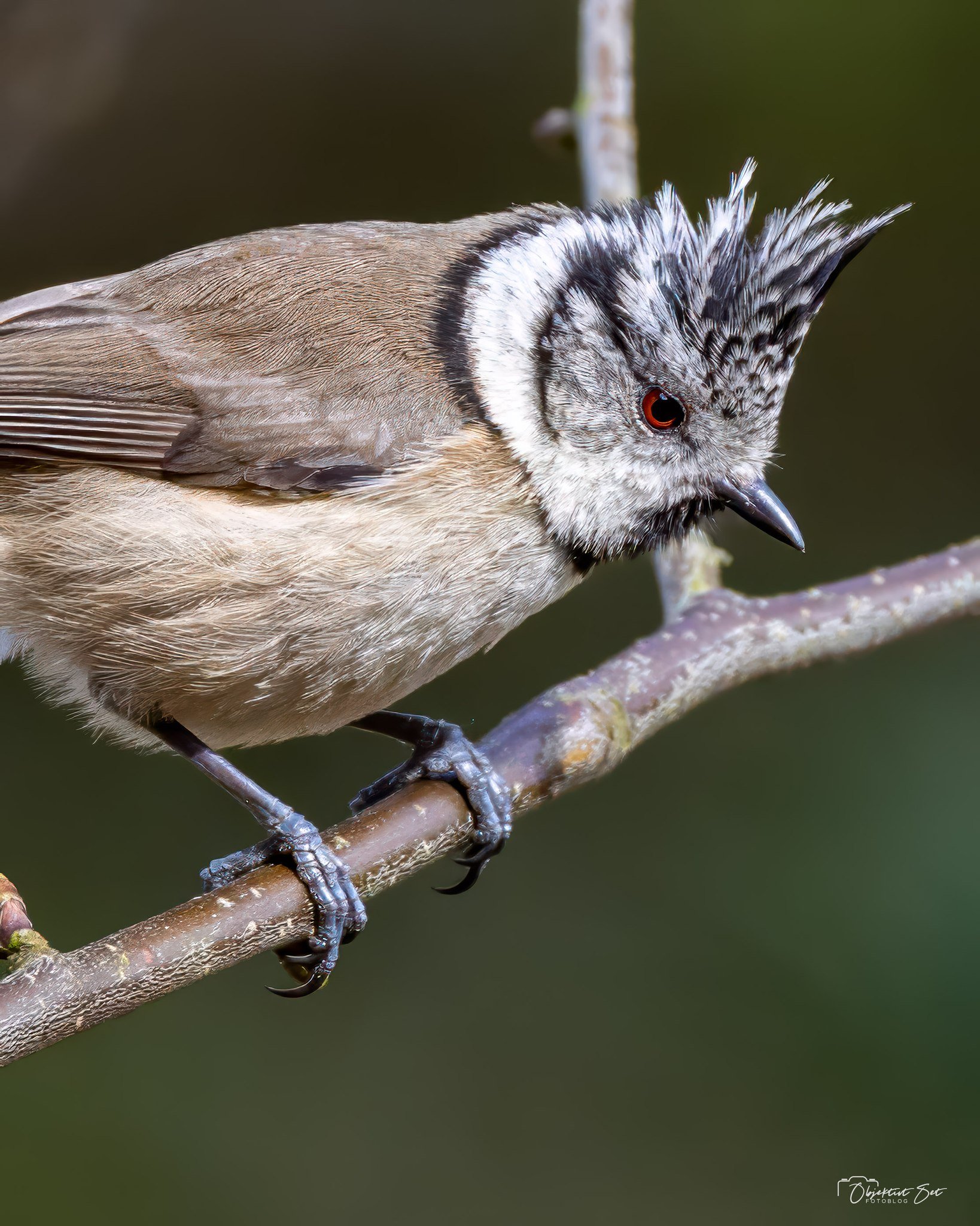 DEN ELEGANTE AKROBAT MED DEN SPIDSE TOP
Topmejsen (Lophophanes cristatus) er en charmerende og let genkendelig mejse med sin karakteristiske, spidse, sort-hvide top på hovedet. Denne elegante fjerprydelse giver den et særpræget og n