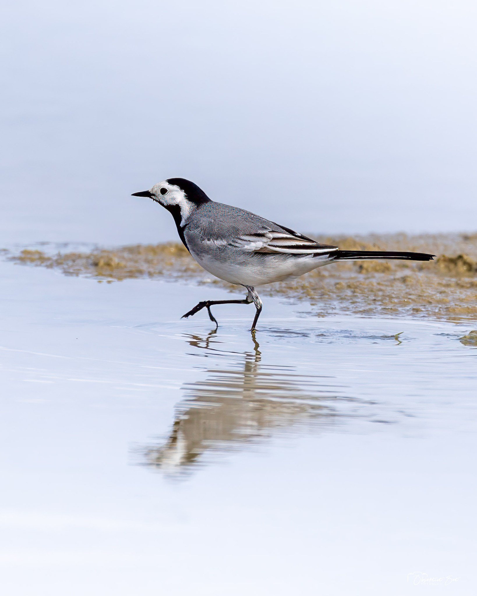 DEN ELEGANTE OG RASTLØSE GÆST
#hvidvipstjert #whitewagtail #bachstelze #motacilla_alba #danskefugle #dknatur #objektivtset #naturenligenu #dyridanmark #fuglefotografering #naturenidanmark #fugleliv #dkfugl #oplevnaturen #fugleidanmark #