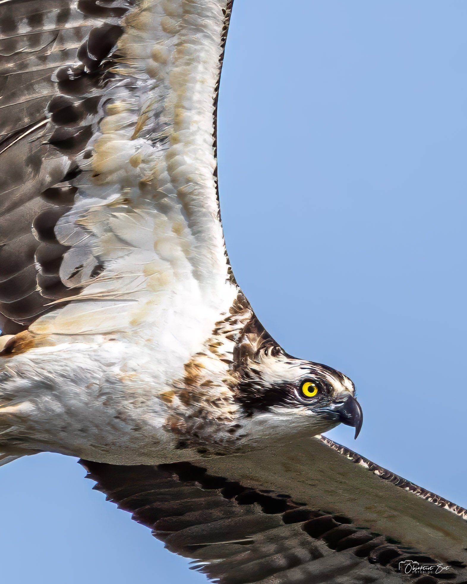 Fiskeørnen (Pandion haliaetus) er en imponerende rovfugl, der er specialiseret i at fange fisk. Med et vingefang på op til 1,7 meter er den en majestætisk syn, når den kredser over søer og kystområder på ja