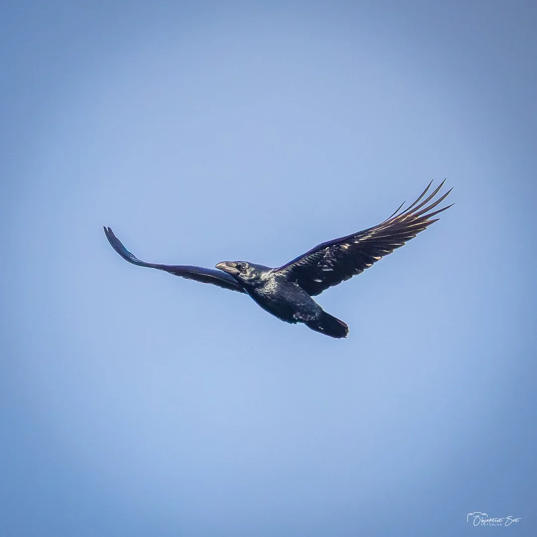 Se lige denne imponerende skabning! Ravnen (Corvus corax) er Nordens st&oslash;rste kragefugl, og den er mere end bare stor og sort; den er utrolig intelligent.

I mytologien blev ravne associeret med Odins tanker (Hugin og Munin), og med god grund. 