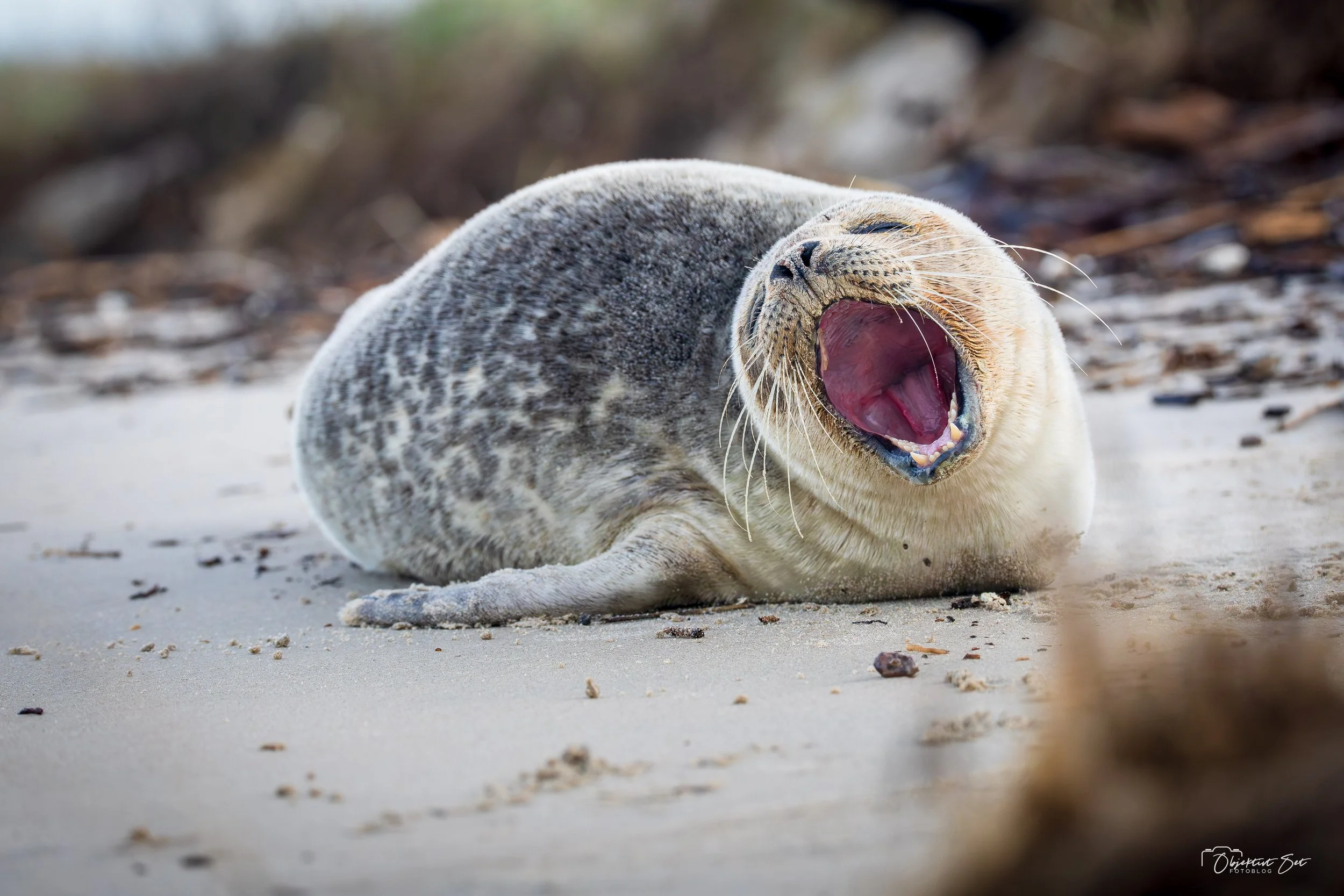 38. Spættet sæl, Uggerby, 09-12-2025