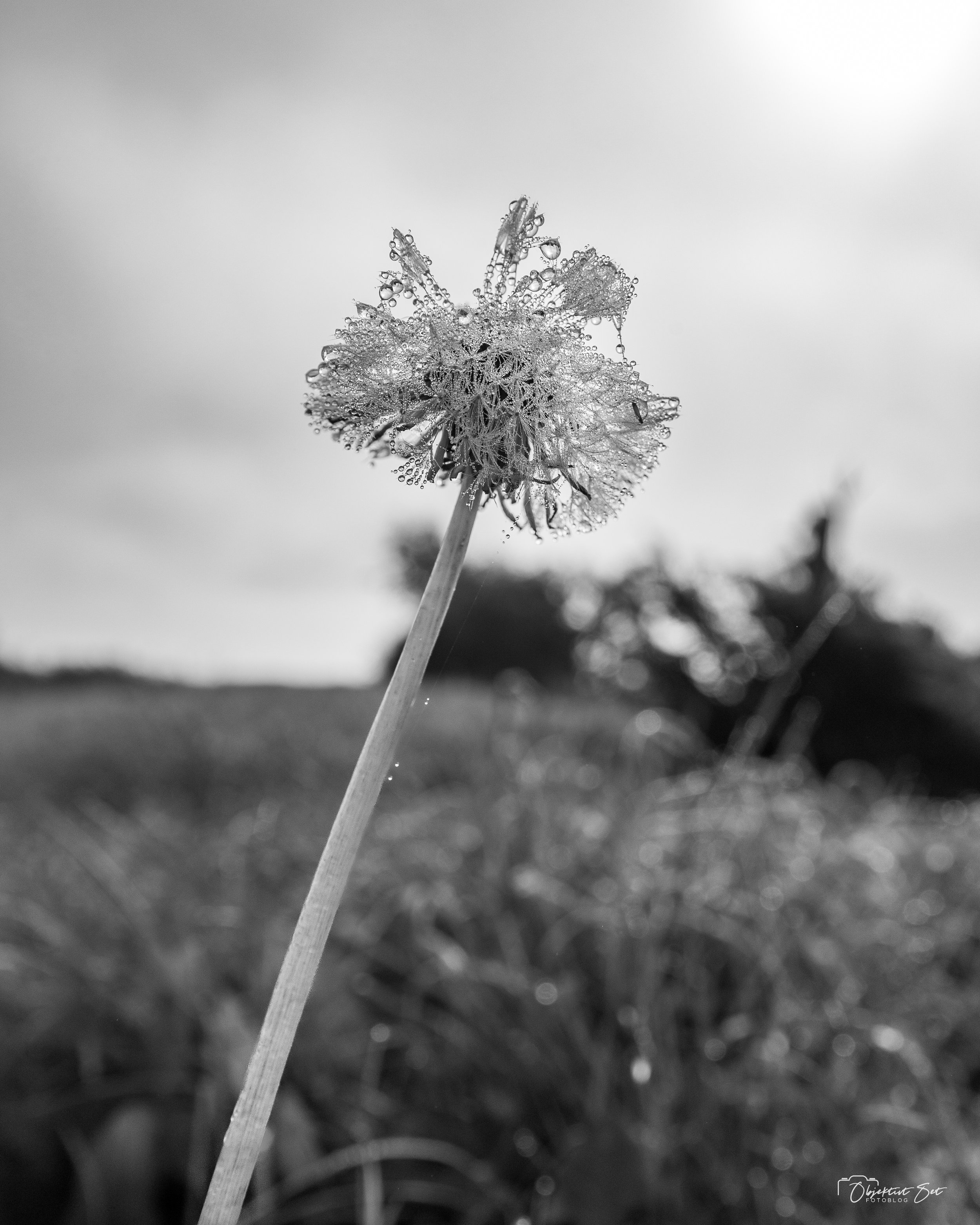 Ryå, 21-09-2024