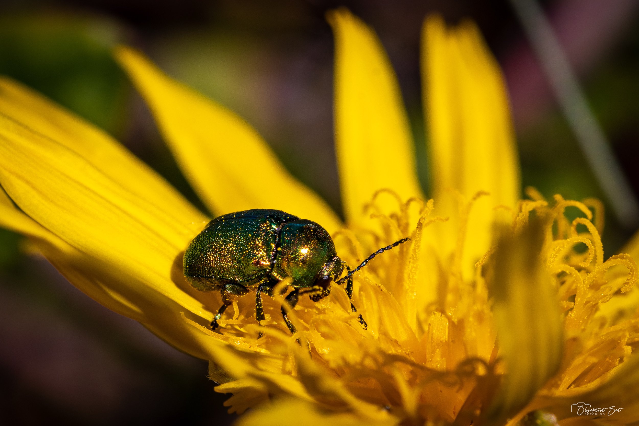 Cryptocephalus aureolus , Hammer Bakker, 30 maj