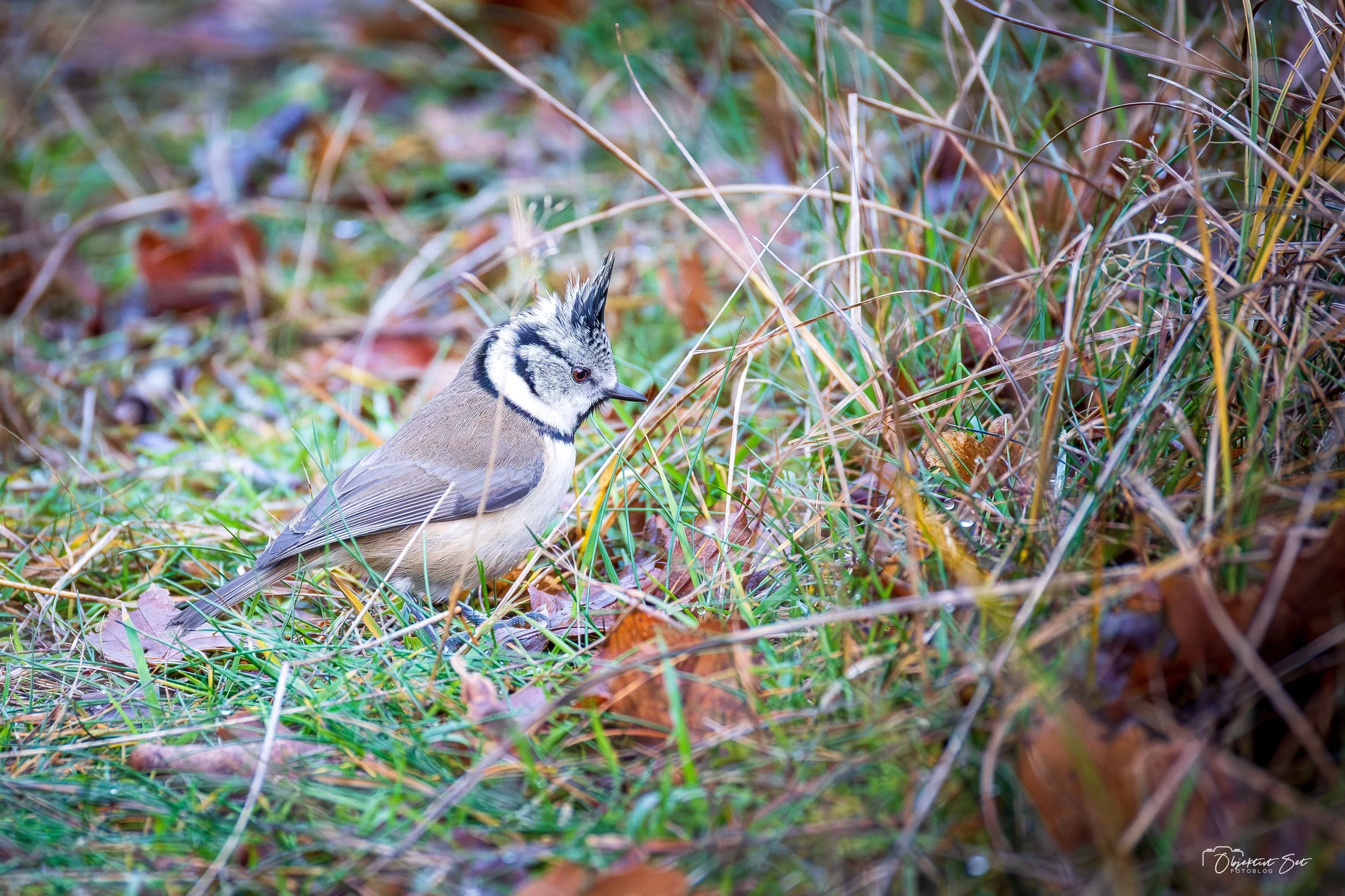 21. Topmejse, Råbjerg Kirke, 06-12-2025