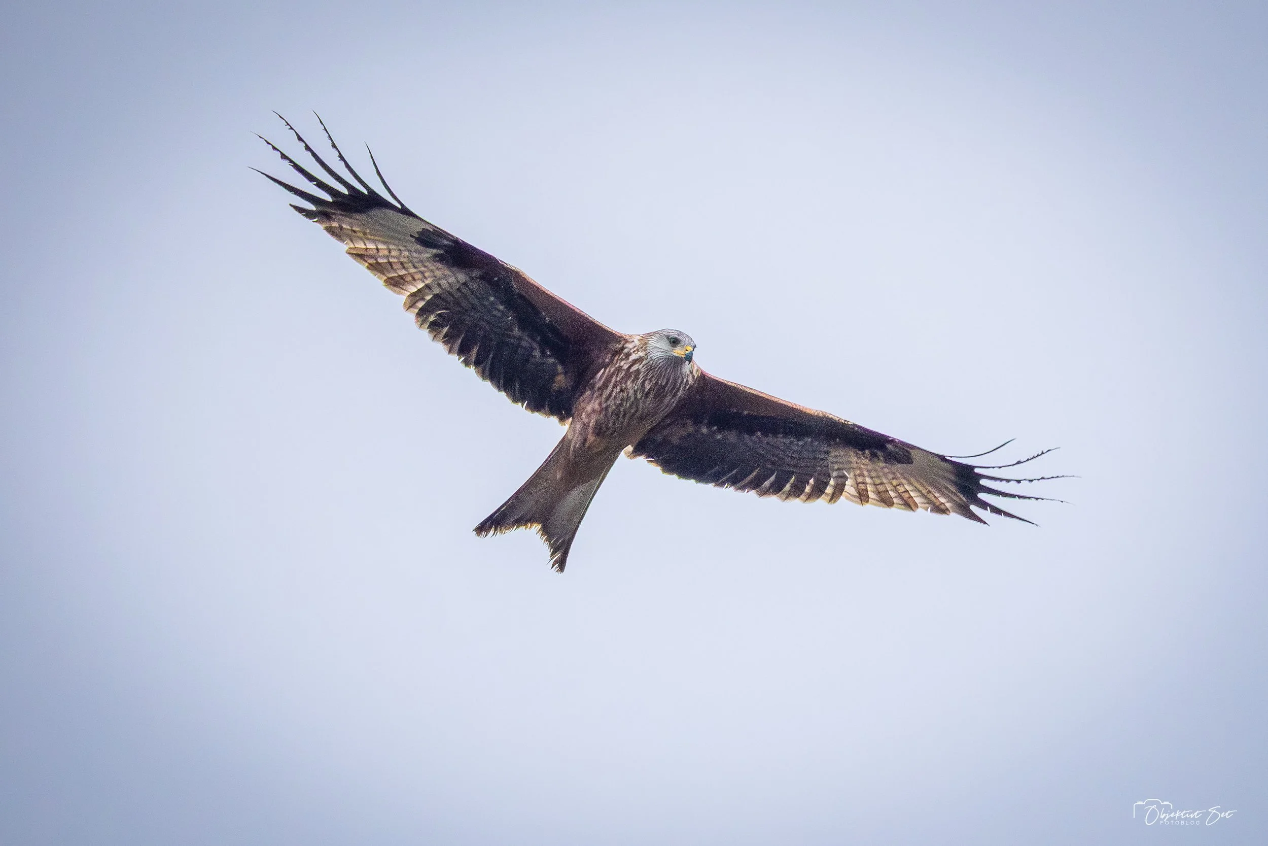 5. Rød glente, Råbjerg, 06-12-2025