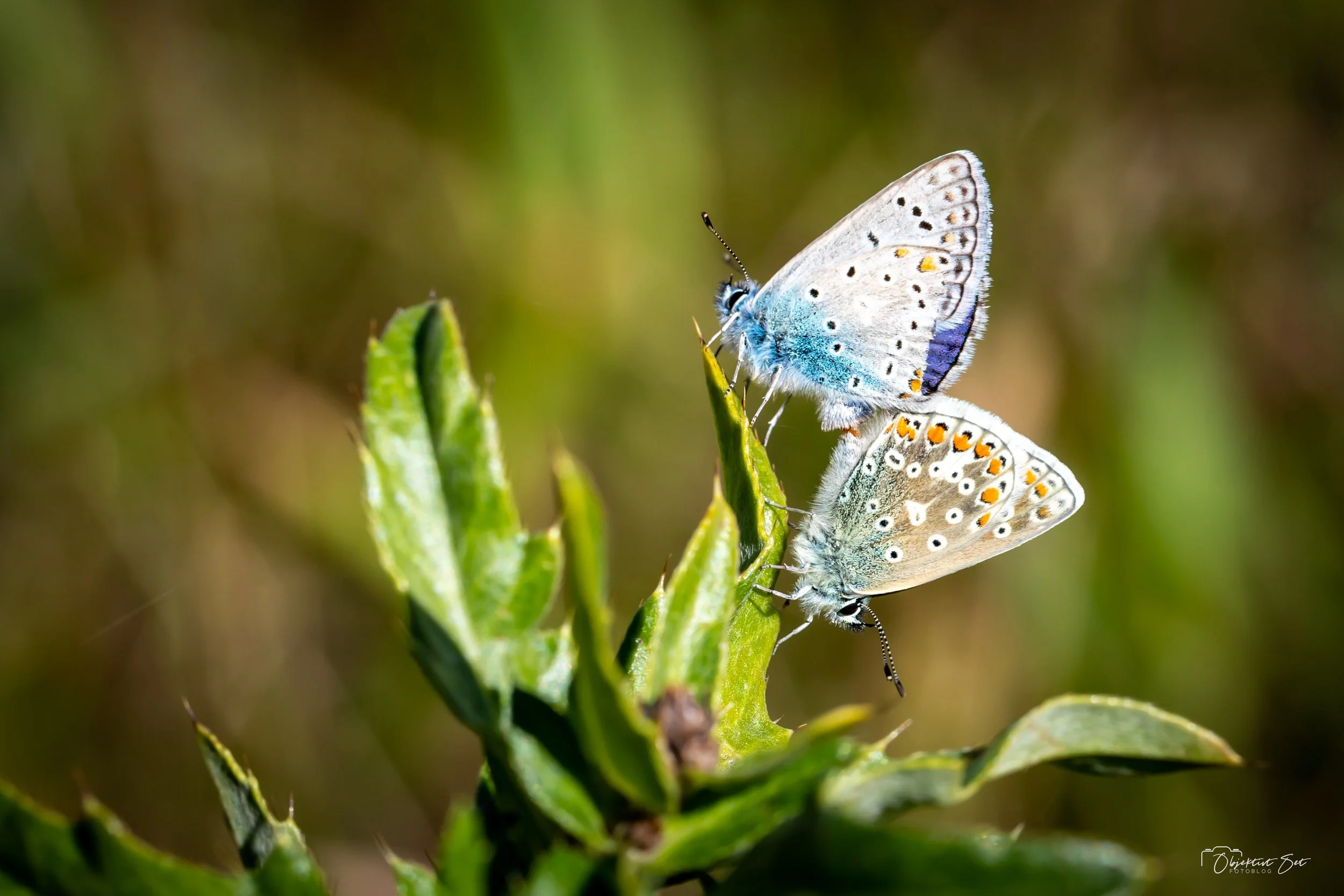 20220810-37.jpg