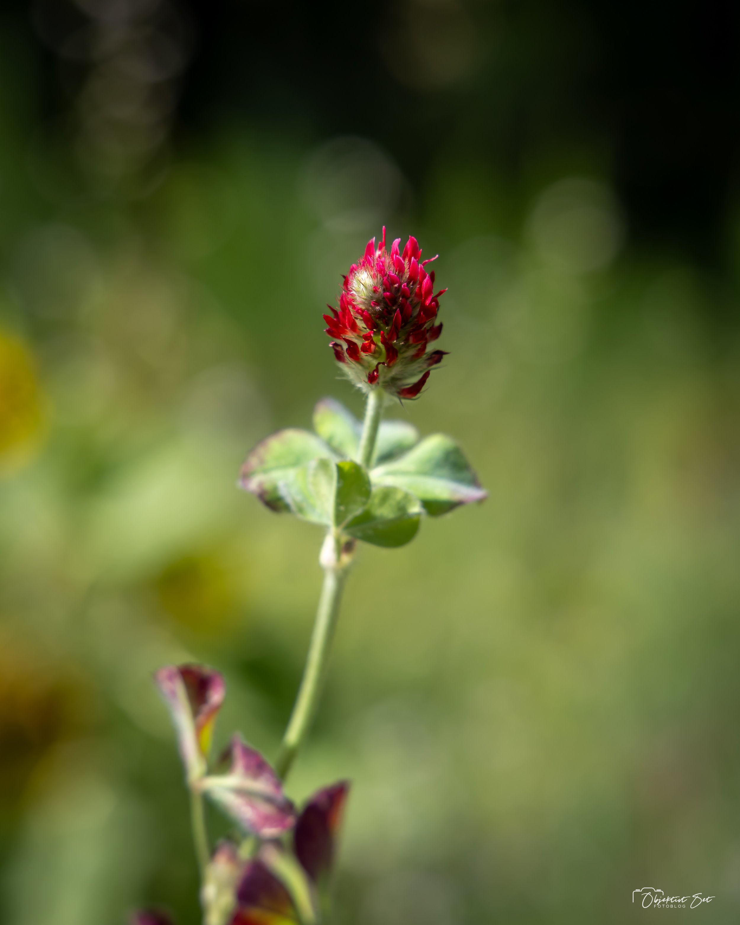 Blod-kløver, Tornby Klitplantage, 15-08-2024