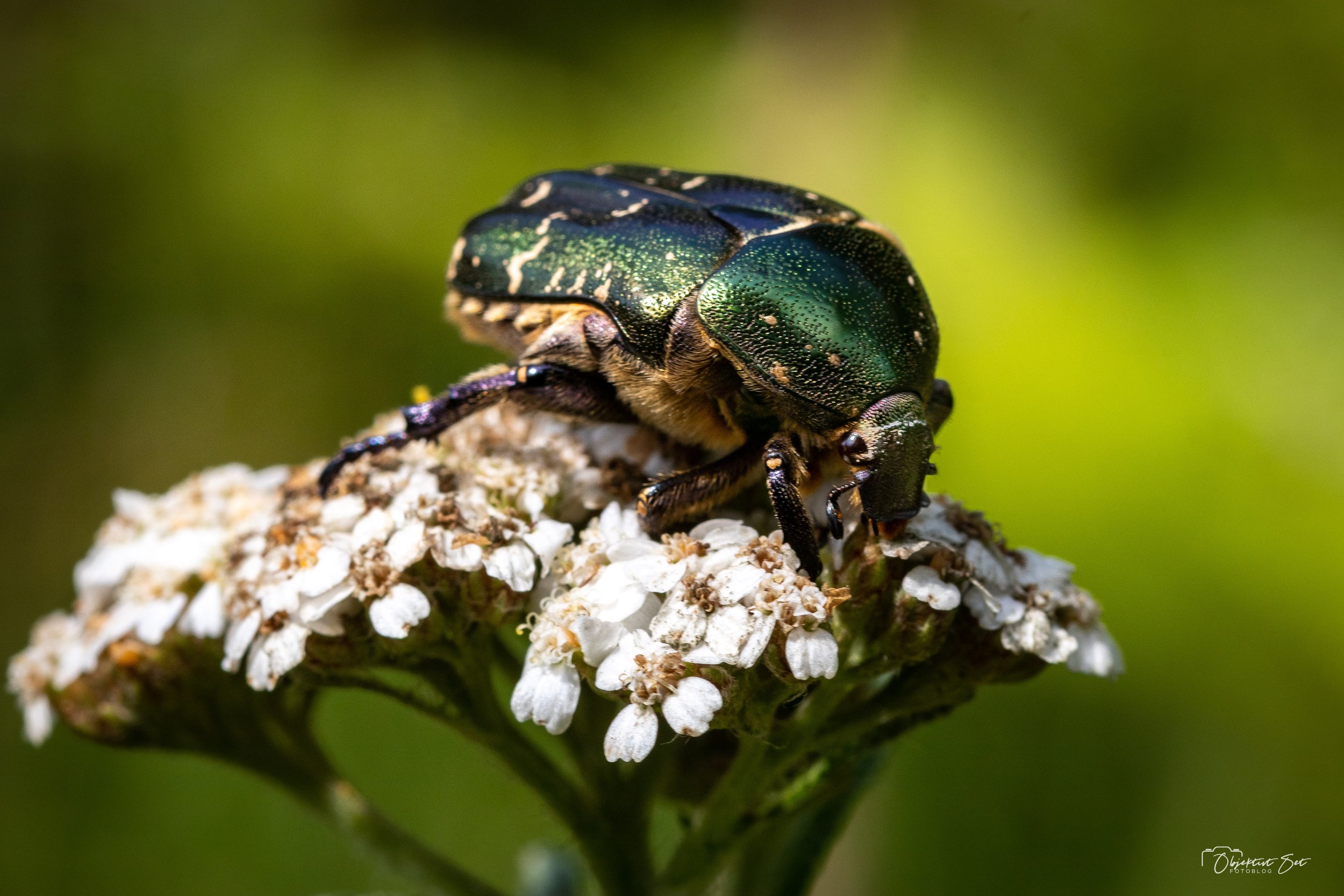 Kobber Guldbasse Tornby Klitplantage, 9. juli