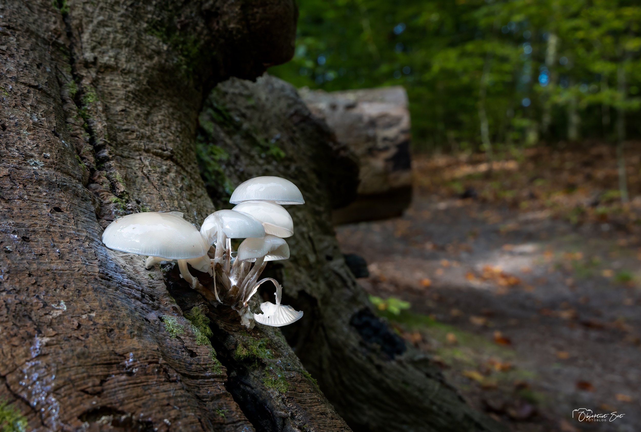 Porcelænshat, Tolne Skov, 05-10-2024
