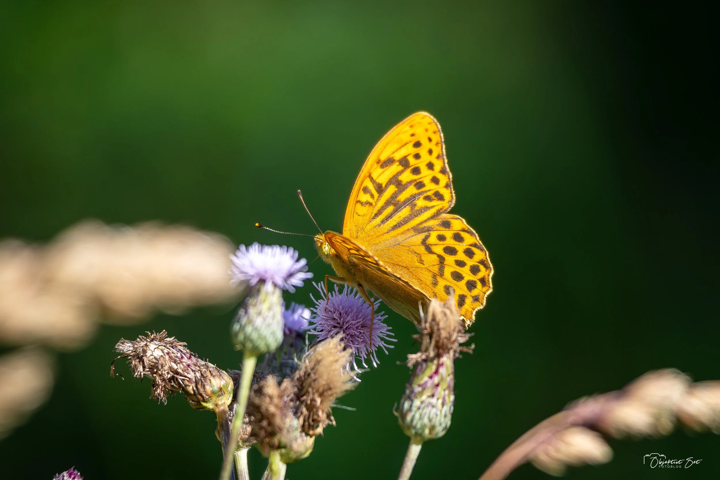20250720-16.jpg