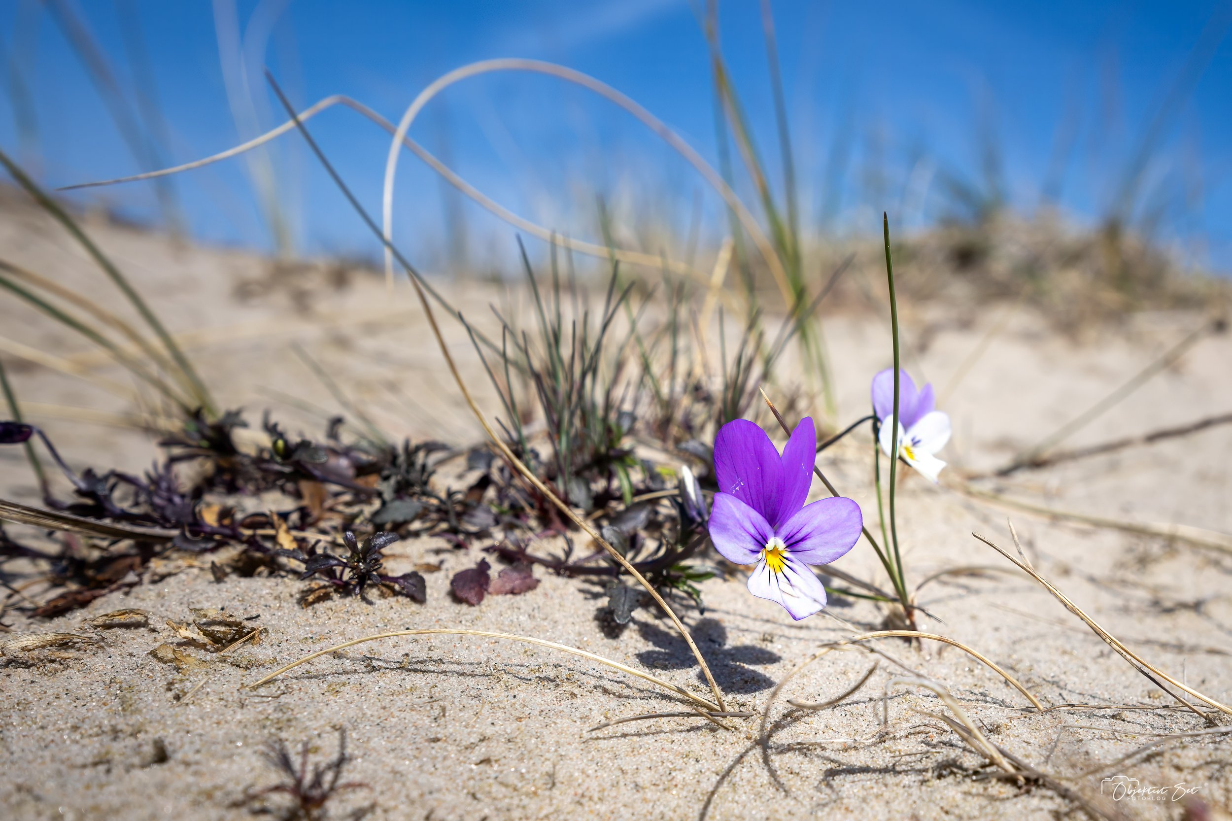 Klit-stedmoderblomst, Råbjerg Mile, 03-05-2024