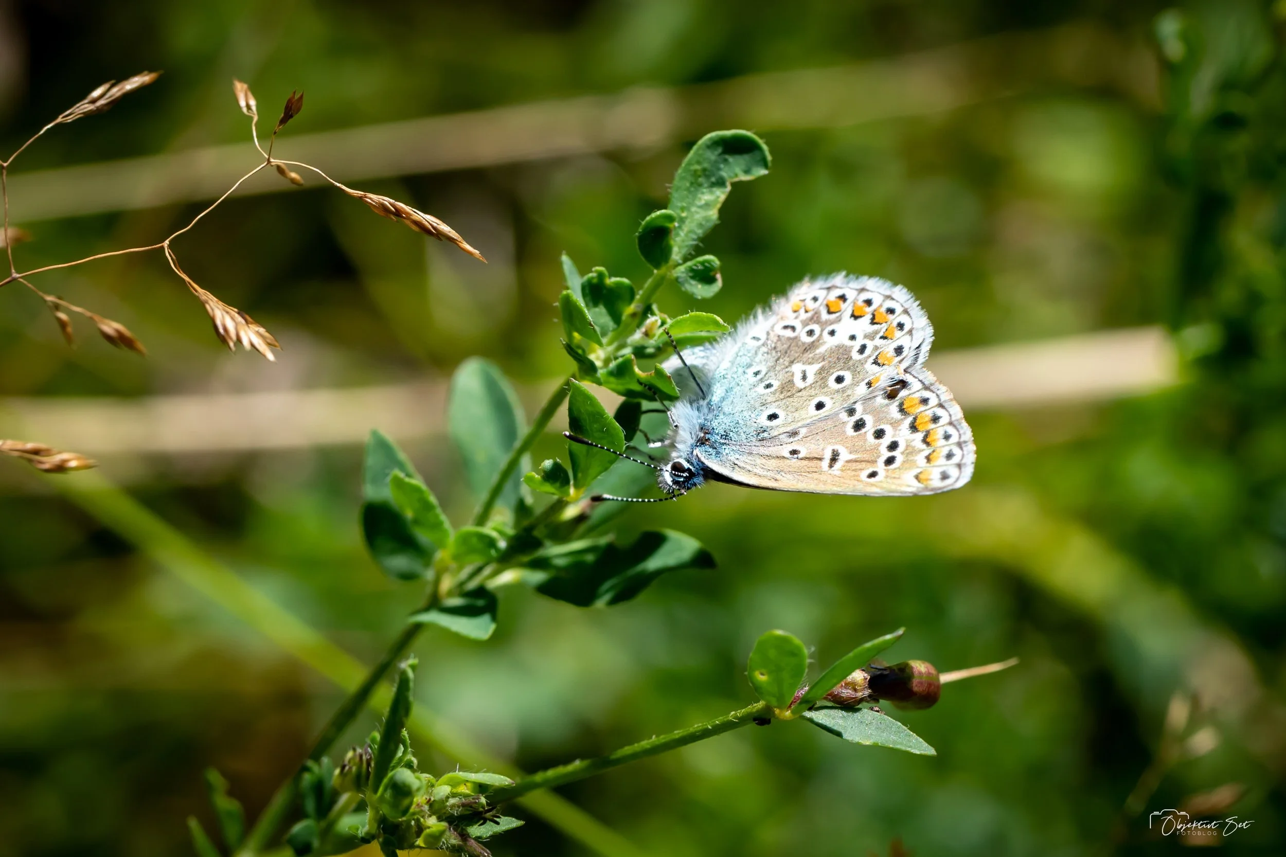 20220810-39.jpg
