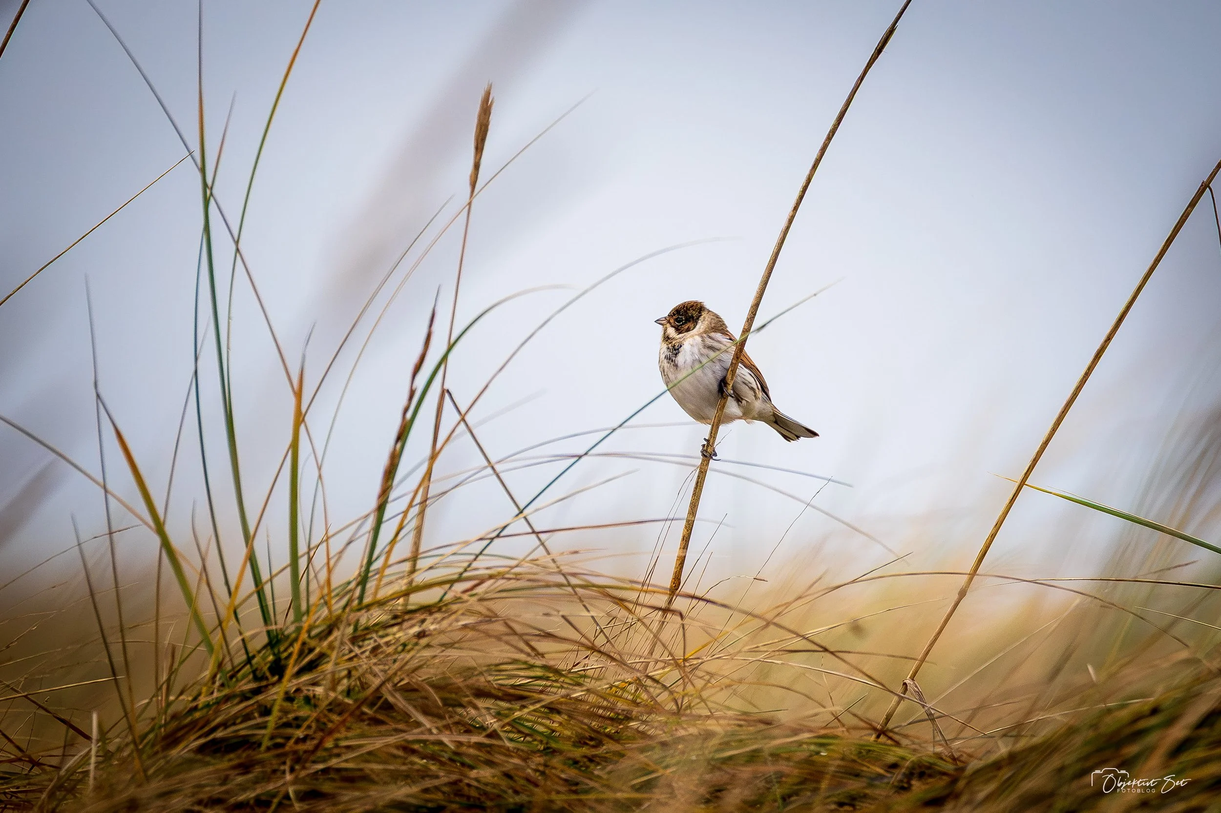 15. Rørspurv, Råbjerg 06-12-2025