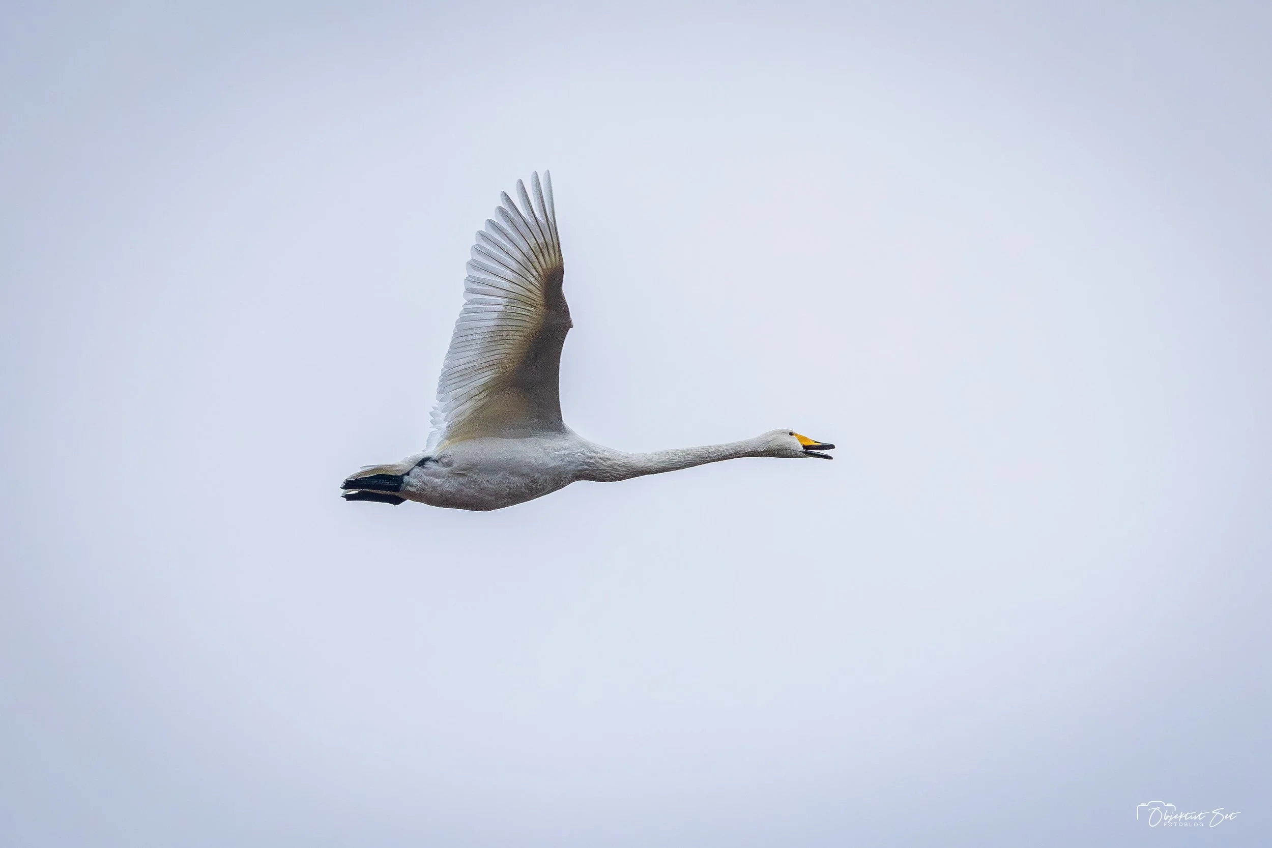 20. Sangsvane, Råbjerg, 06-12-2025