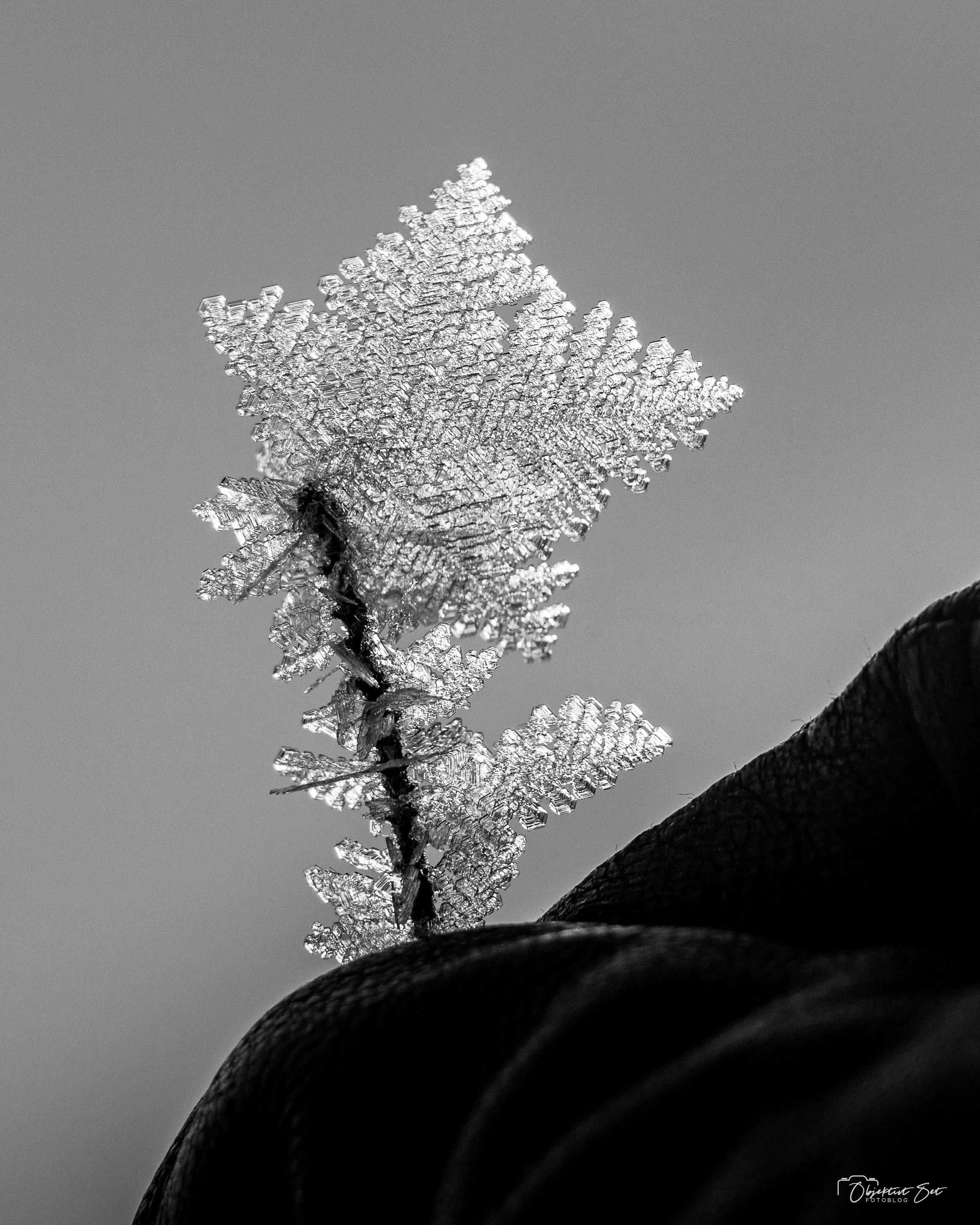 Tversted Klitplantage, 07-01-2024