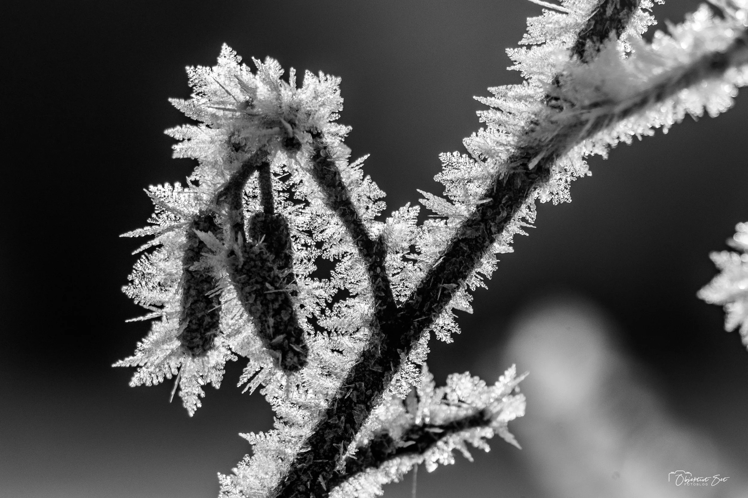 Tversted Klitplantage, 07-01-2024