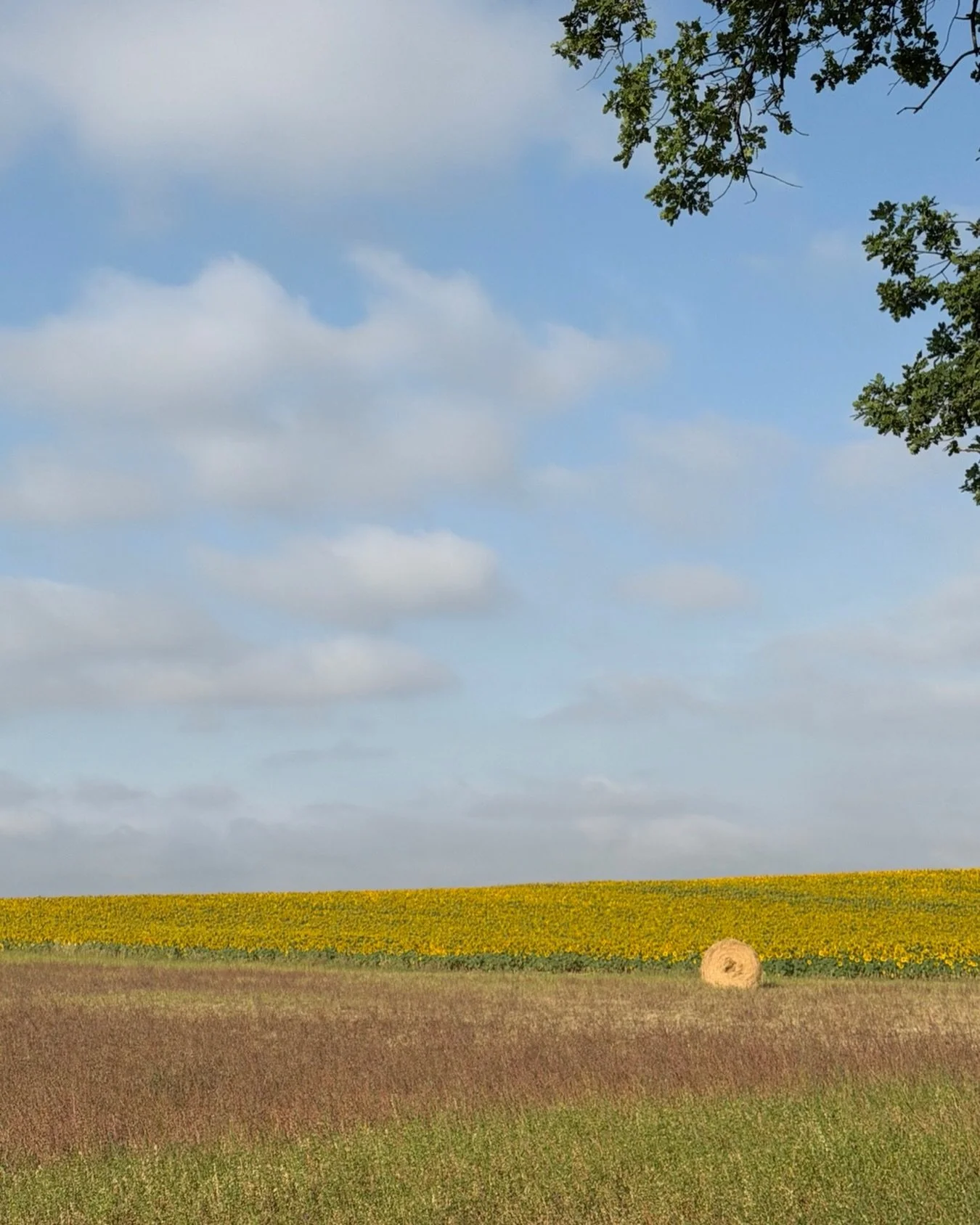 This could be a painting. But it&rsquo;s not.
Just down our track &mdash; a moment caught walking the dogs back with a friend.
I love the colour. And I love the space.
That&rsquo;s what a retreat is, really: an opportunity to brighten,  or sow,  the 
