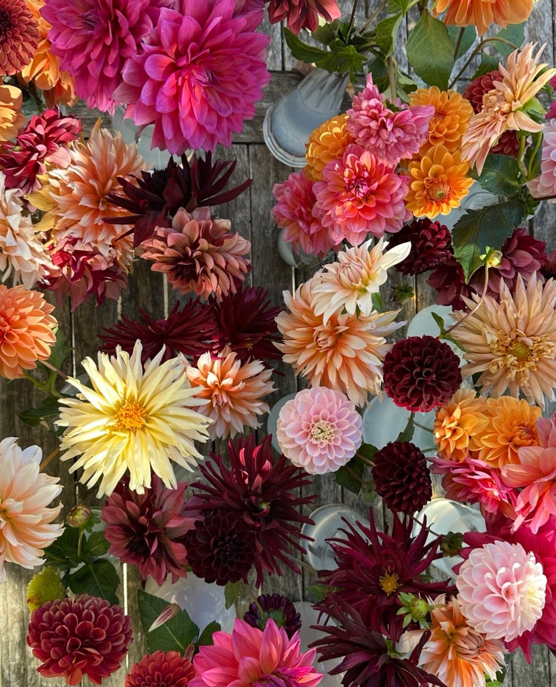 The flowers that just keep giving. 

The heat and lack of rain this summer has taken its toll on my dahlias but still they are awesome 

#cutflowergarden #flowers #dahlia #retreat #retreatvenue