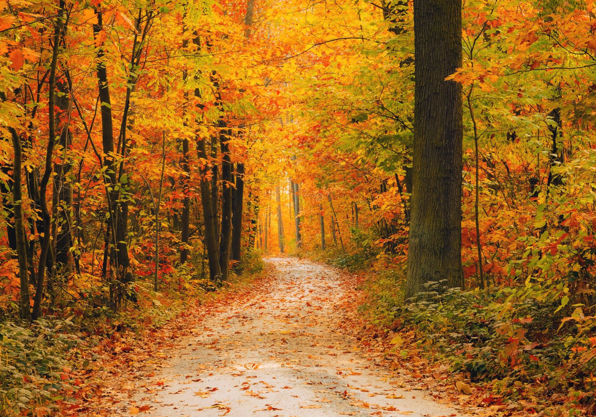 fall contact us header.png