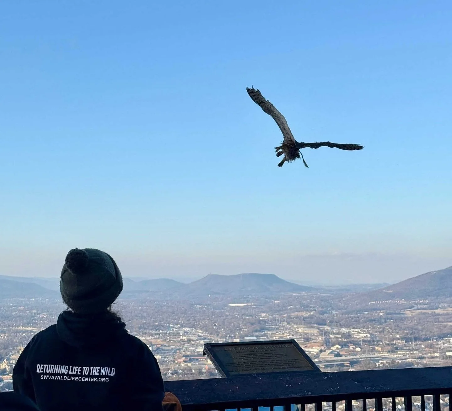 This Great Horned Owl was found grounded near Mill Mountain last August, likely after being struck by a car - one of the most common causes of raptor injuries in our area. Thanks to nearly 6 months of dedicated care from @swvawildlife, including flui