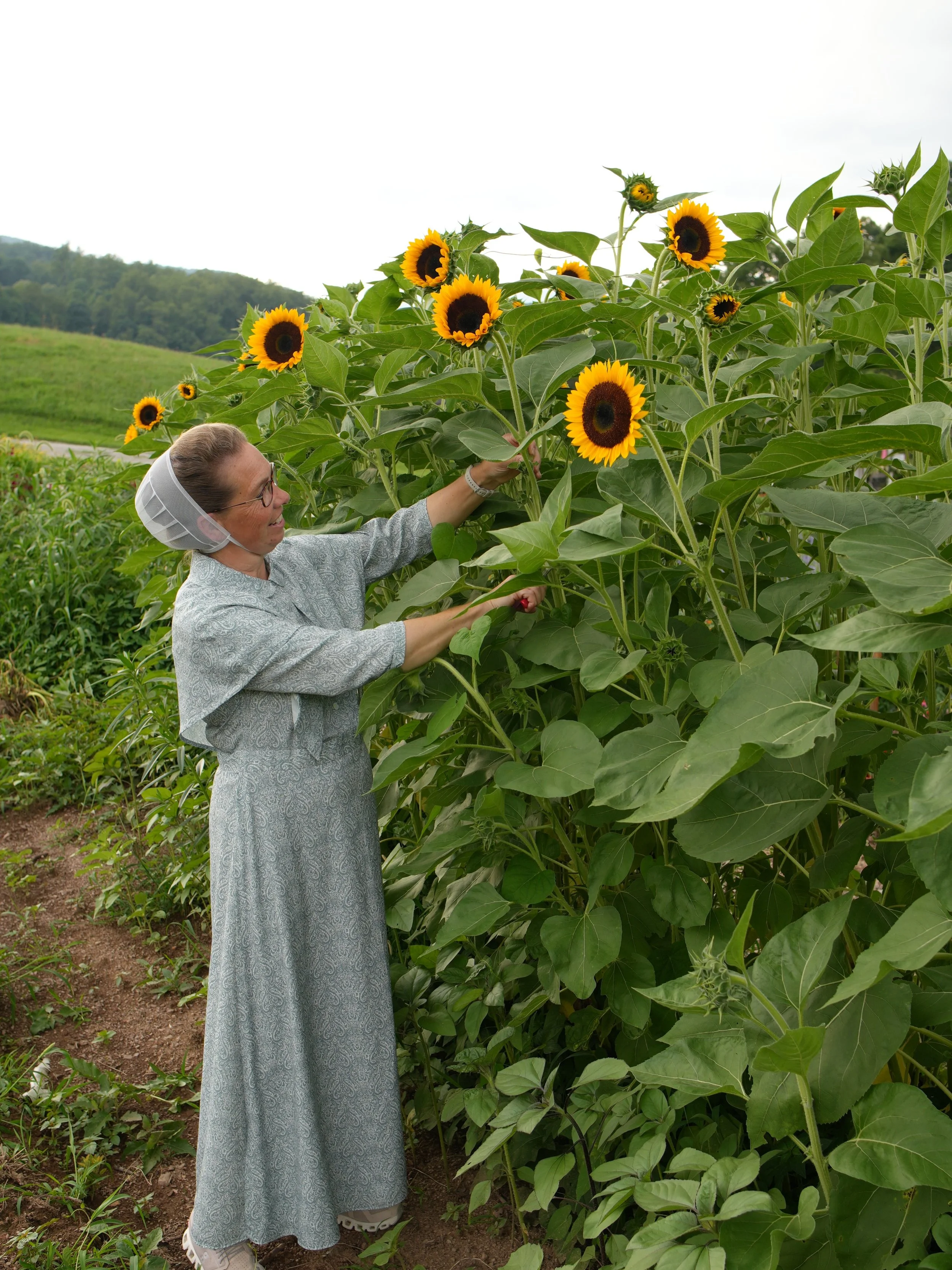 If you haven&rsquo;t visited Branches and Blooms yet, here&rsquo;s your sign. ✨

This pick-your-own flower farm created by Jena Jamison is the perfect place to spend an afternoon of whimsy. And right now, the sunflowers are in full bloom! 🌻

When yo