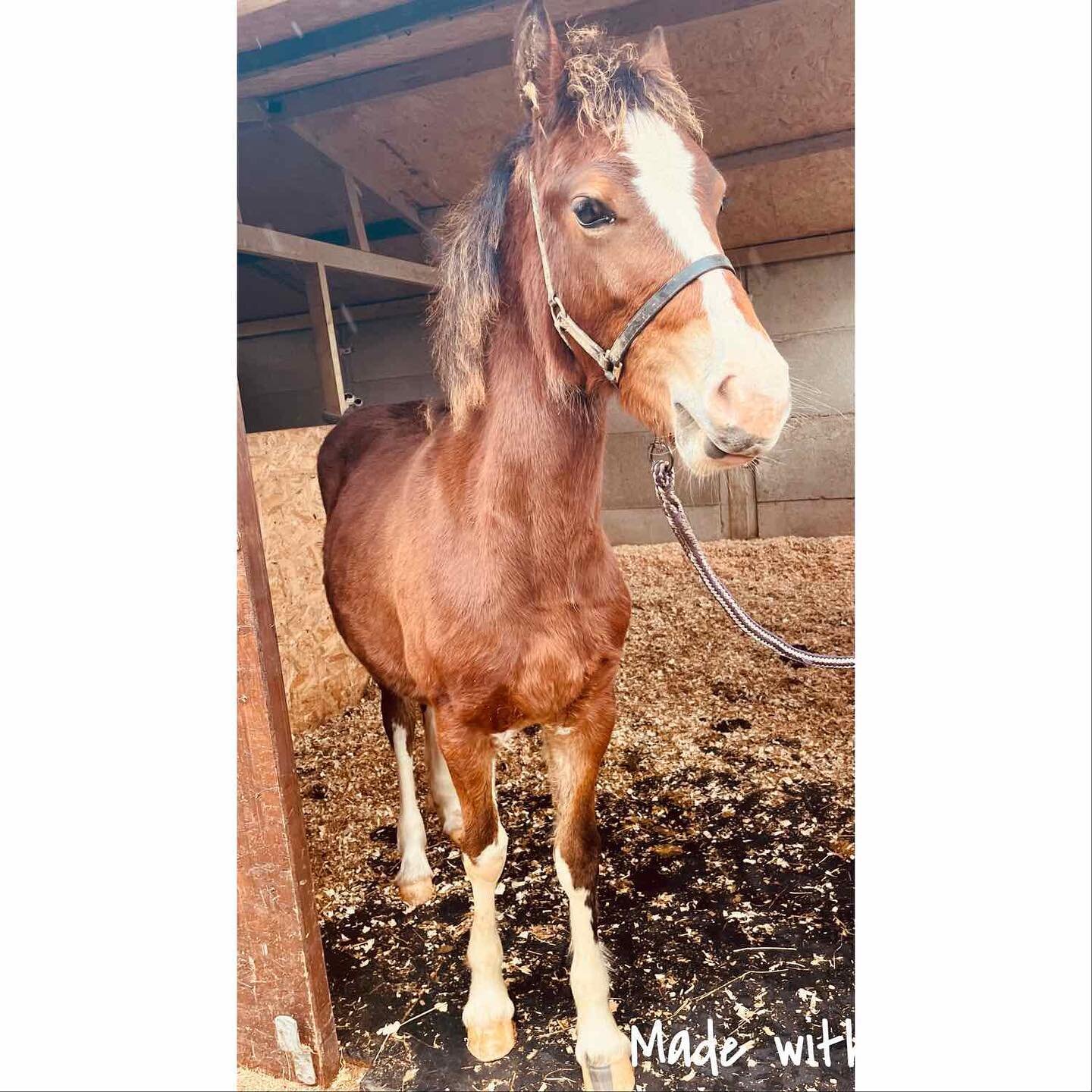 Had the pleasure of giving Aurora her first ever trim today!
She was an absolute star and I look forward to looking after her feet for many years to come!
#foal #first #firsttrim #farrier #farriersofinstagram #farriery #farrierslife #horse #horses