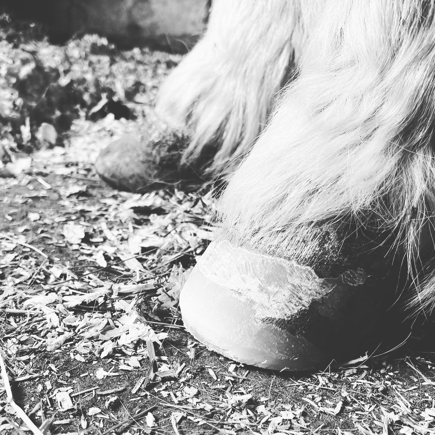This Shetland pony has quite a bit of foot to trim off this morning! 🥵
#farrier #farriersofinstagram #farriery #farrierslife #horse #horseshoe #horseshoeing #trim #trimming #pony #shetland