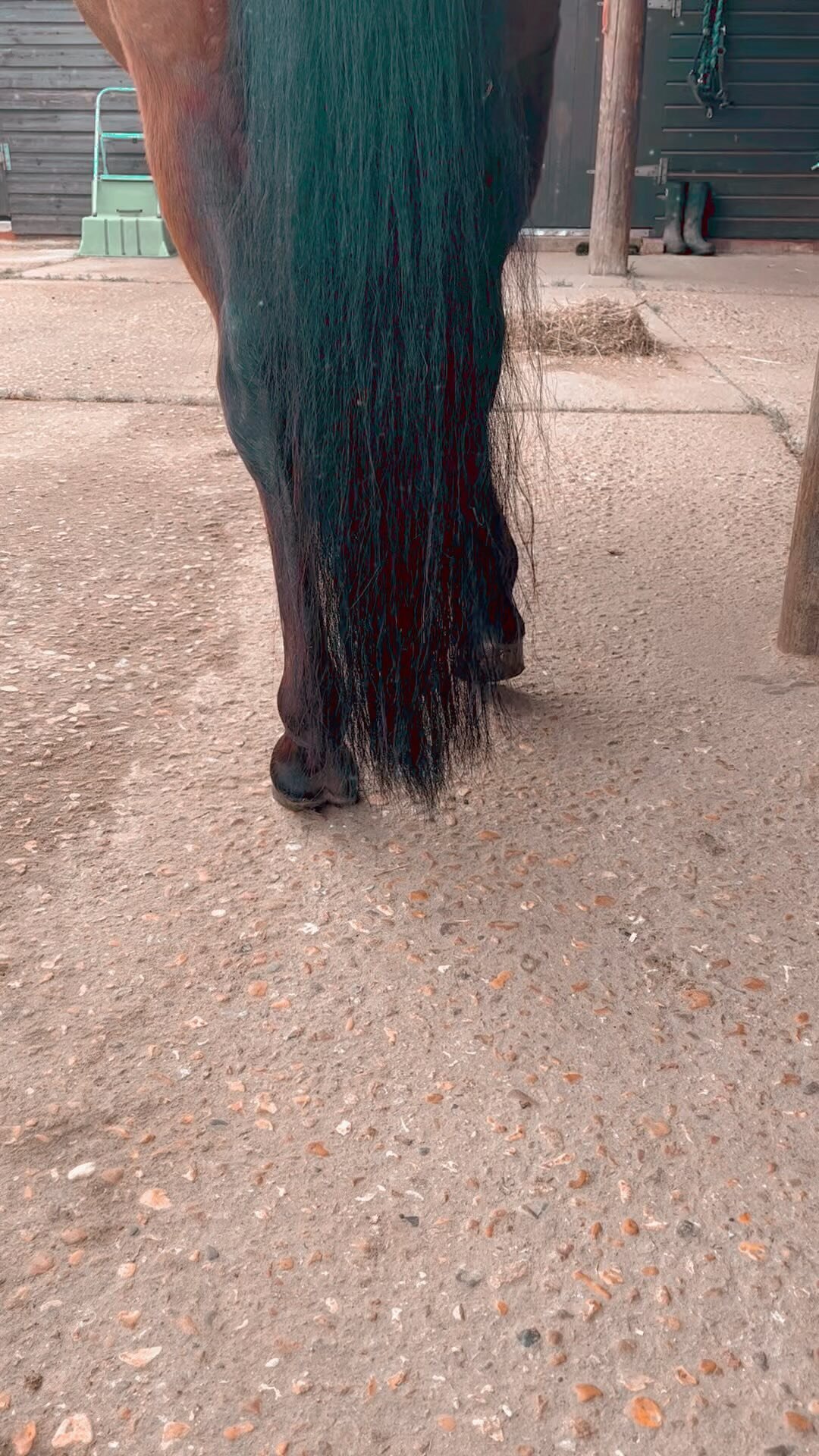 Yesterday I got a call from a concerned client. Their pony, Ruby, was very lame. She was hardly weight bearing on her right hind,obviously in a lot of pain, off her food and not her usual self at all.
After a short examination I discovered pain in th