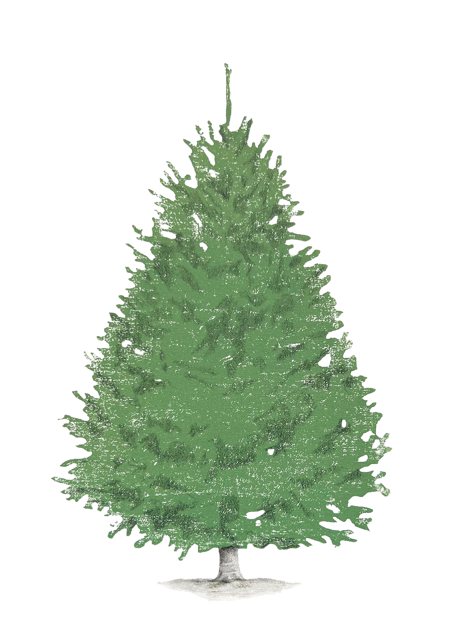 Balsam Fir.png