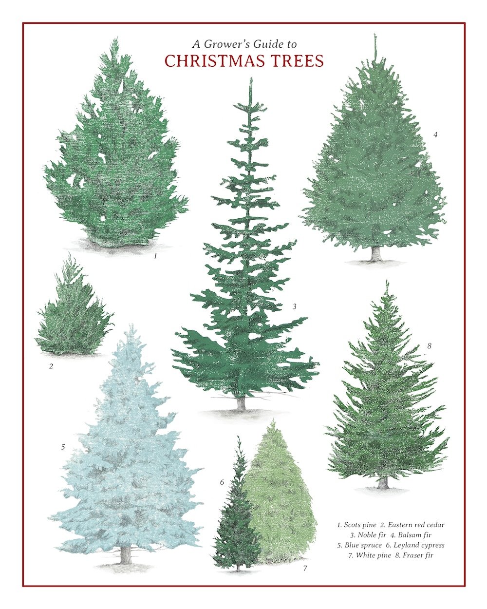 8x10 Grower's Guide to Christmas Trees copy.jpeg
