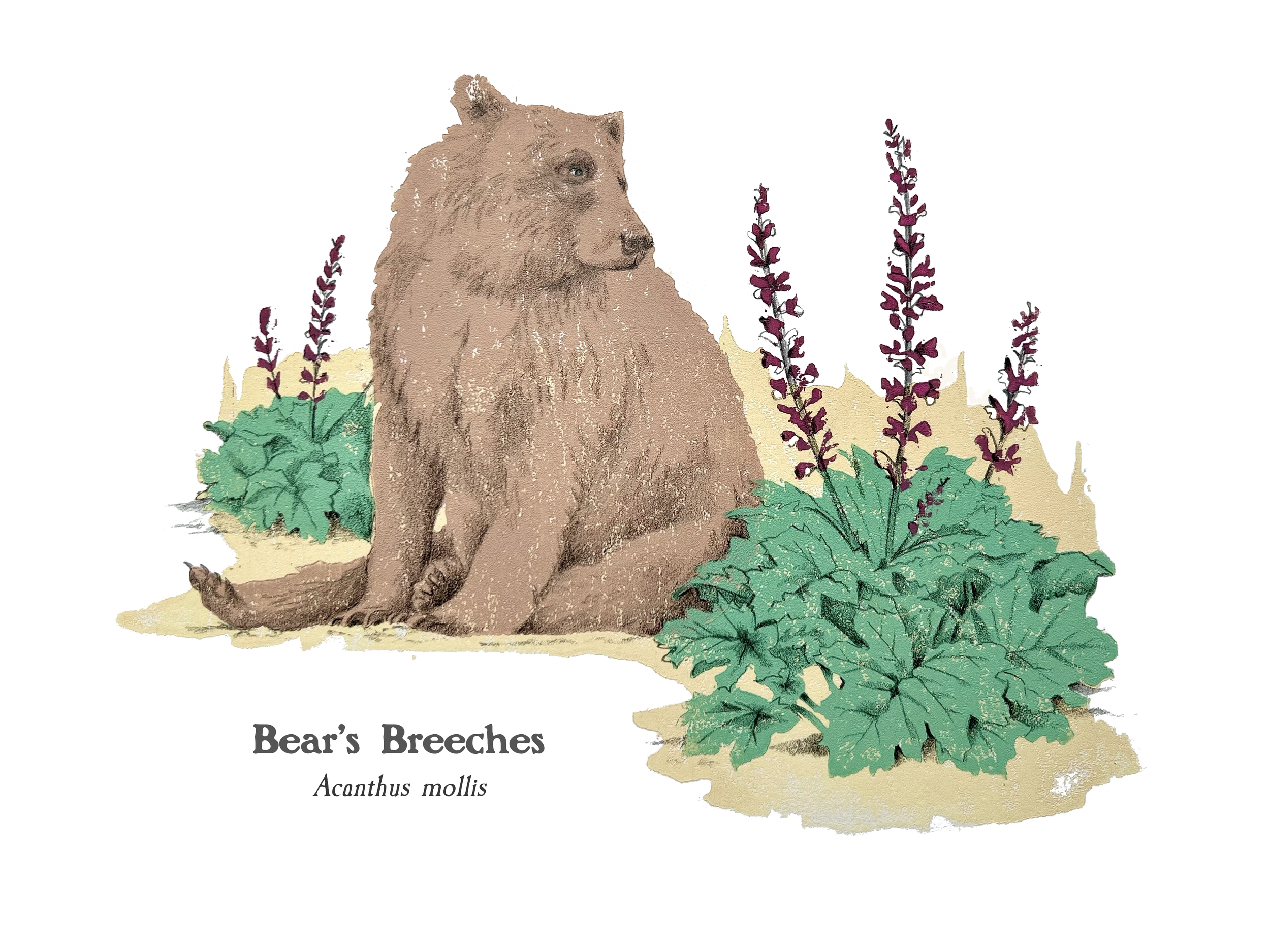 Final Bears Breeches.png
