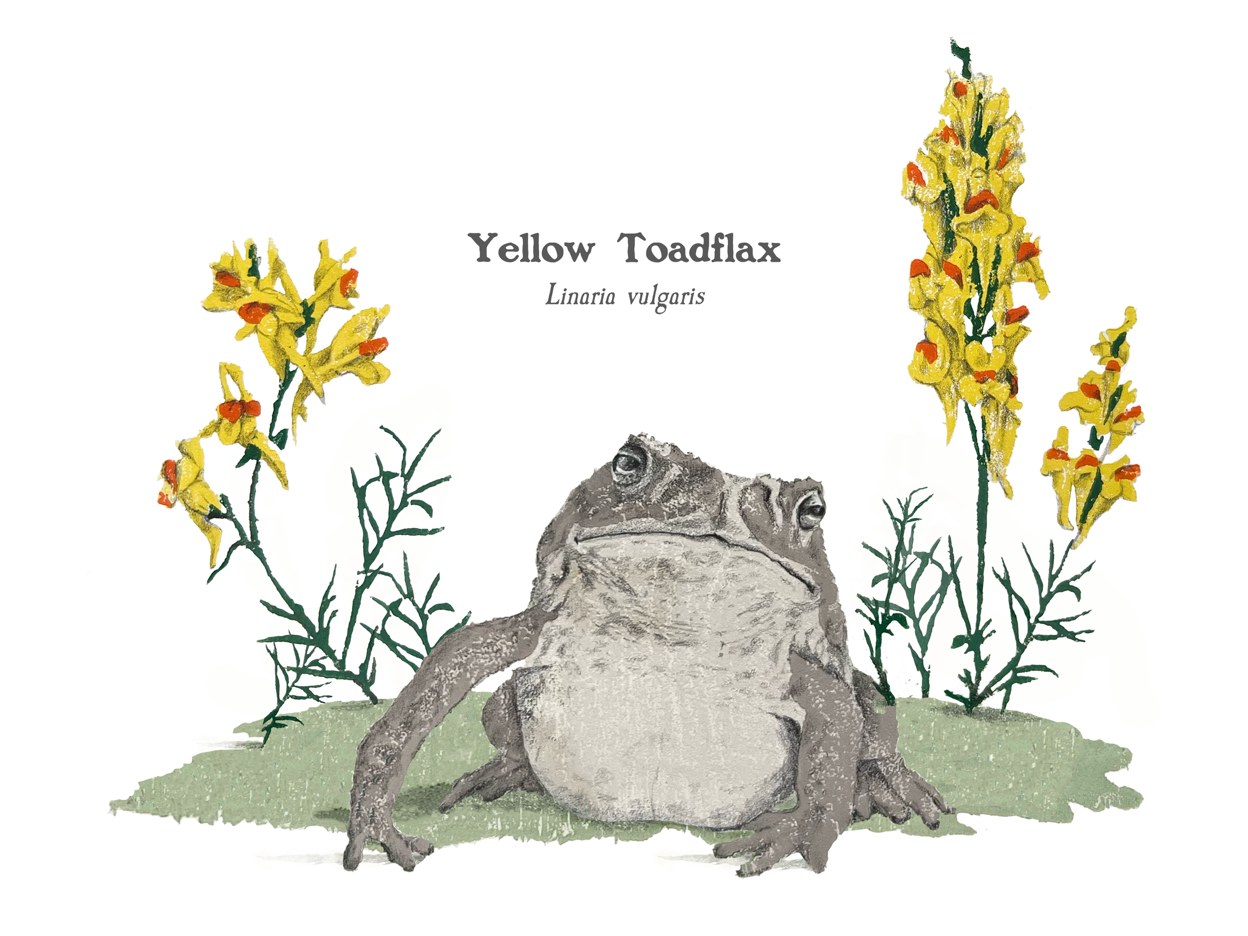 Final Toadflax 2.png