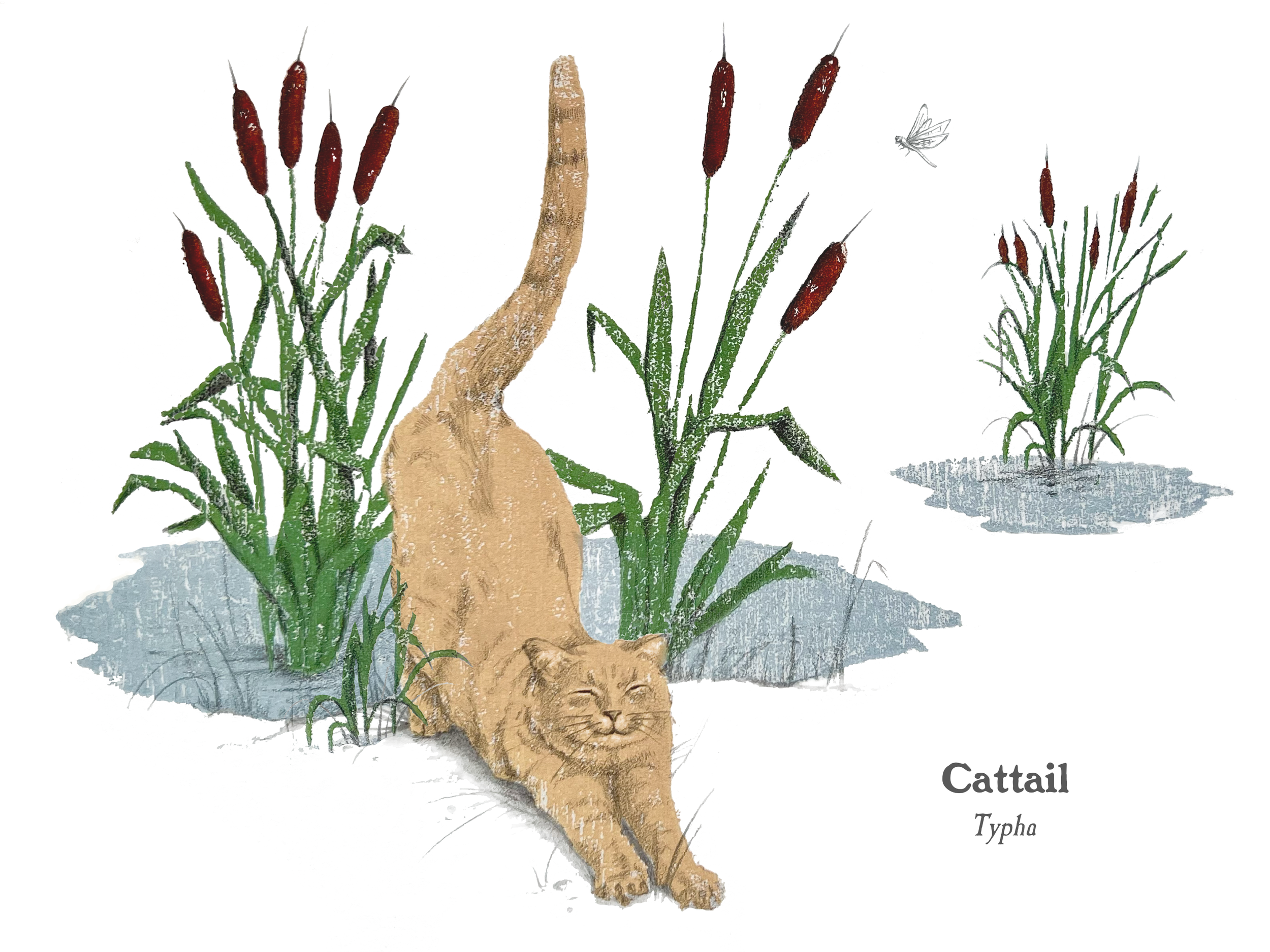 Final Cattails.png