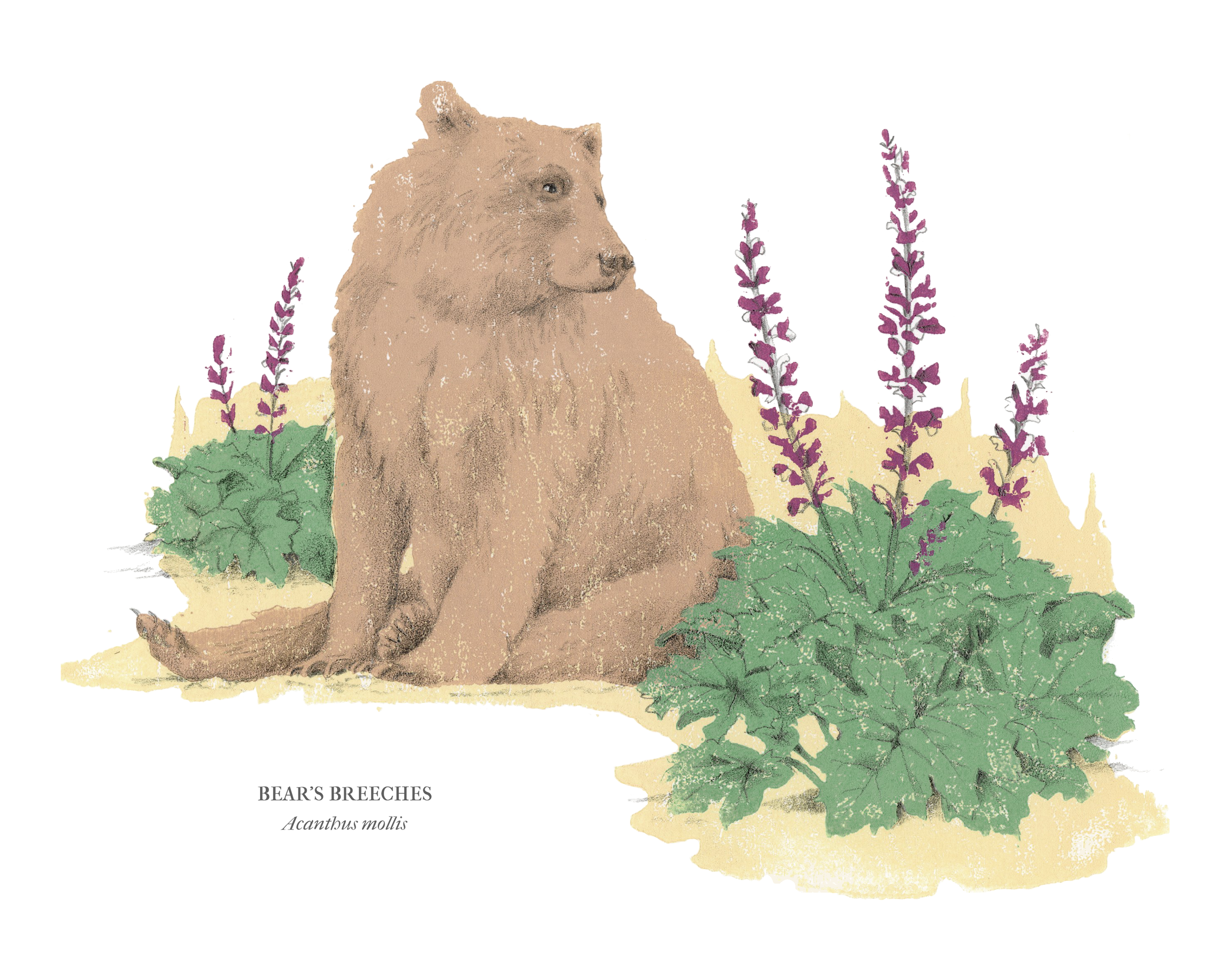 White Bears Breeches.png