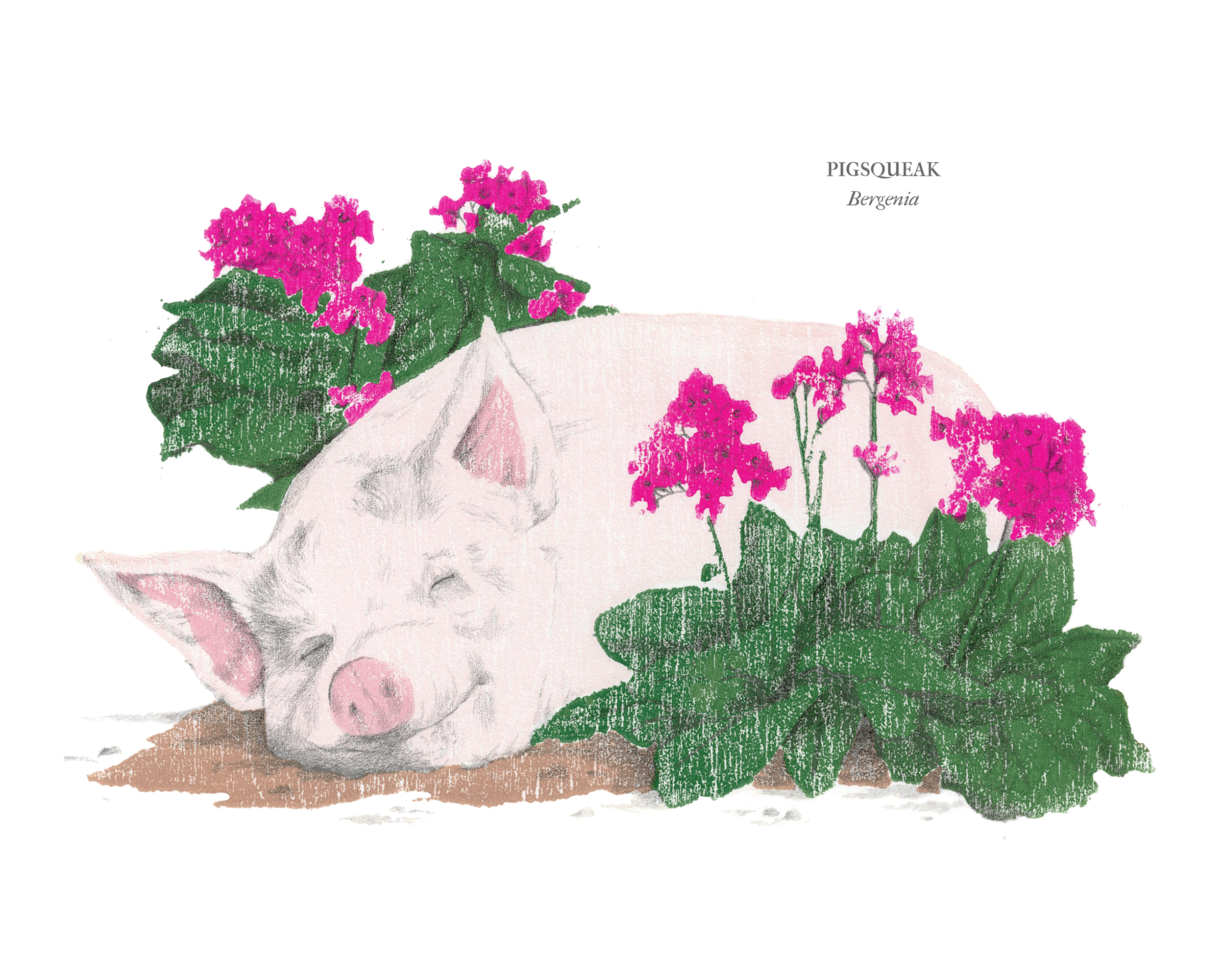 Pigsqueak.png